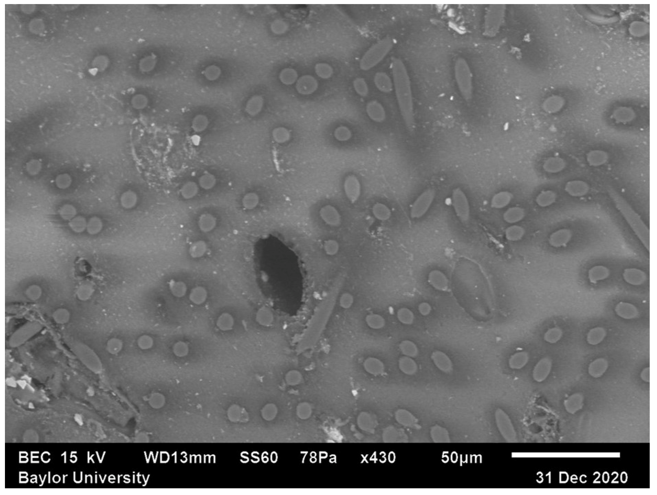 Polymers 15 02871 g003