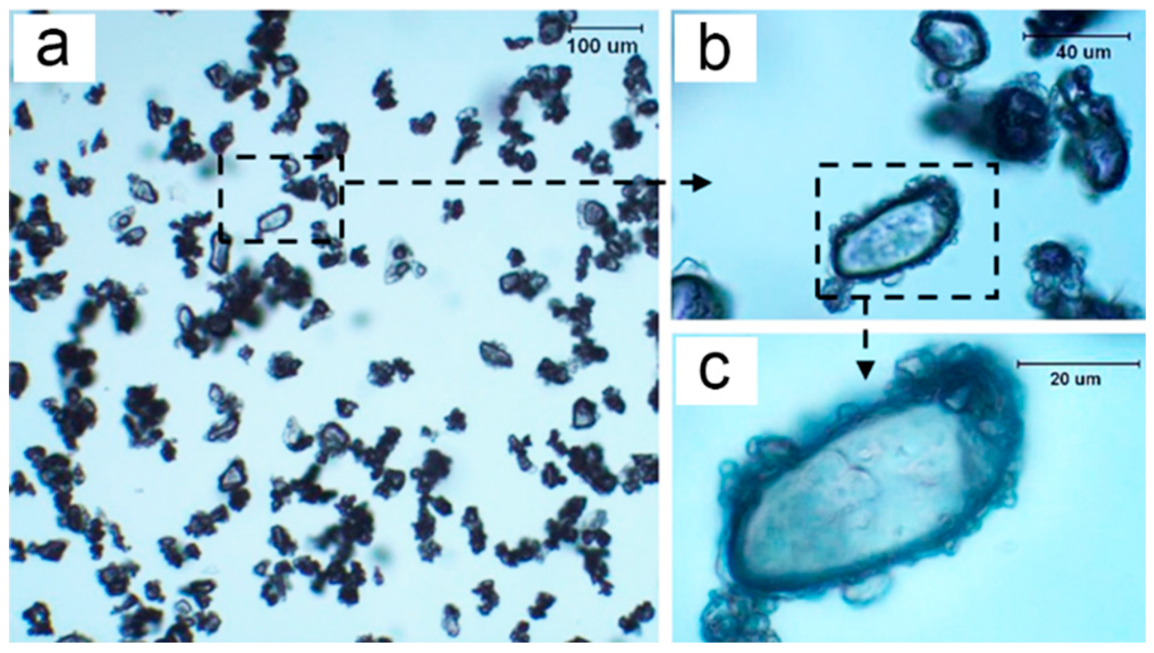 Polymers 15 02991 g004