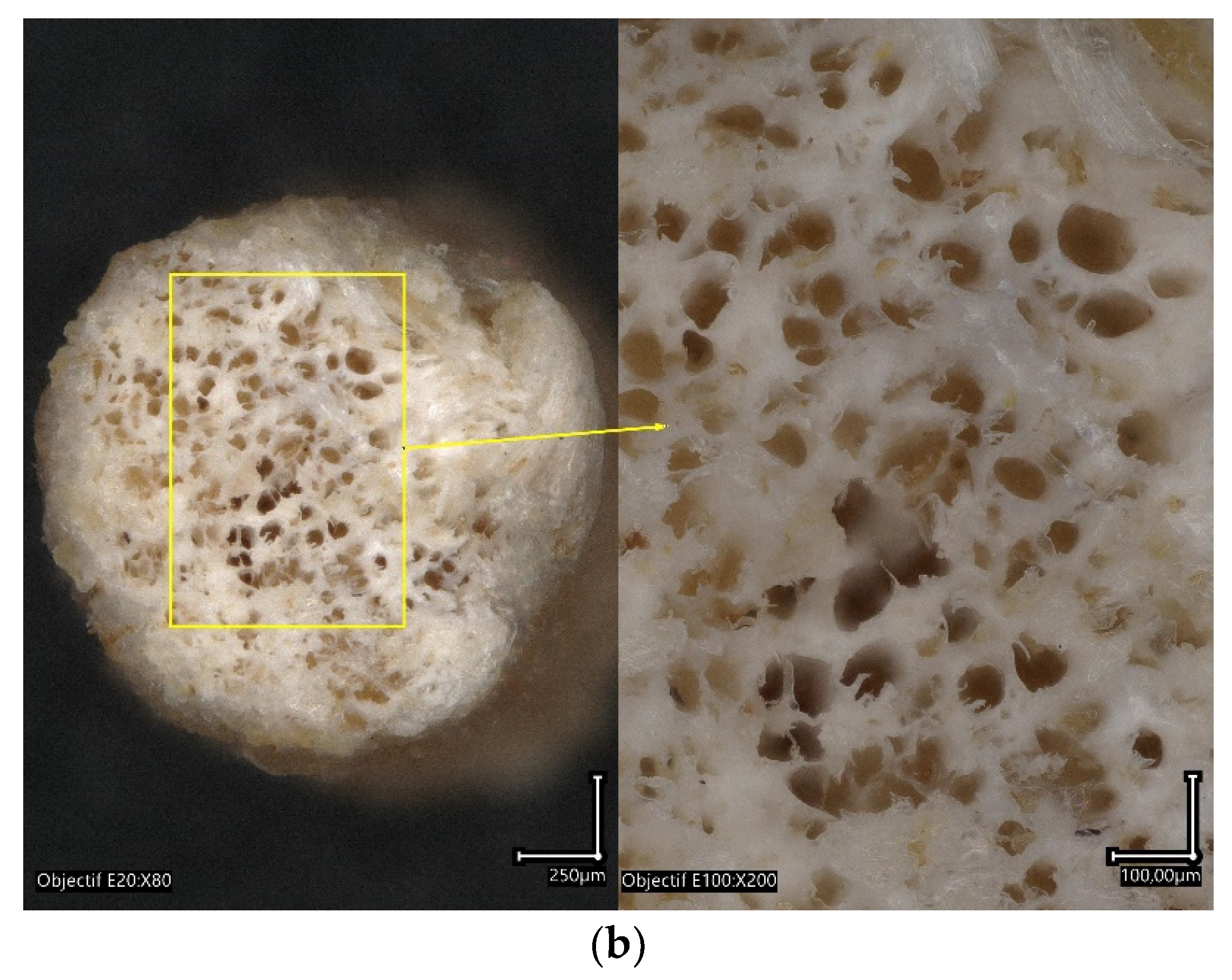Polymers 15 03056 g004b Polymers 15 03056 g004b