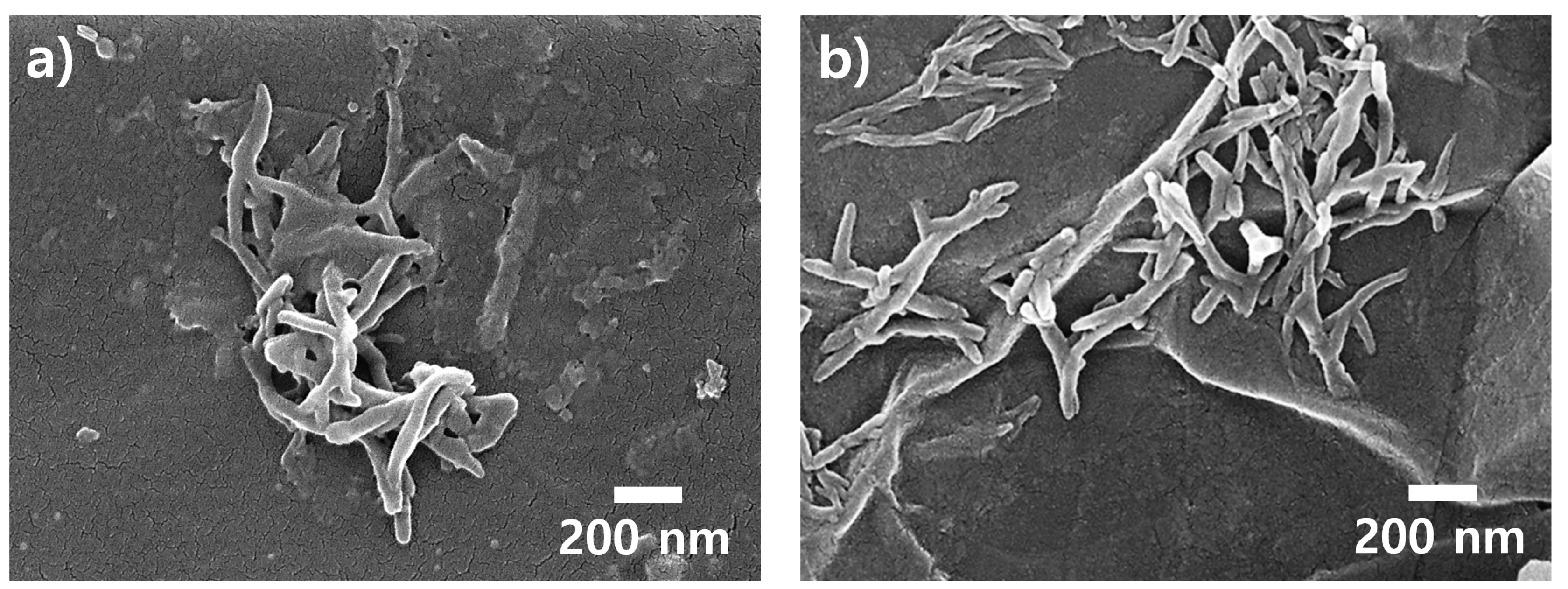 Polymers 15 03079 g004 Polymers 15 03079 g004