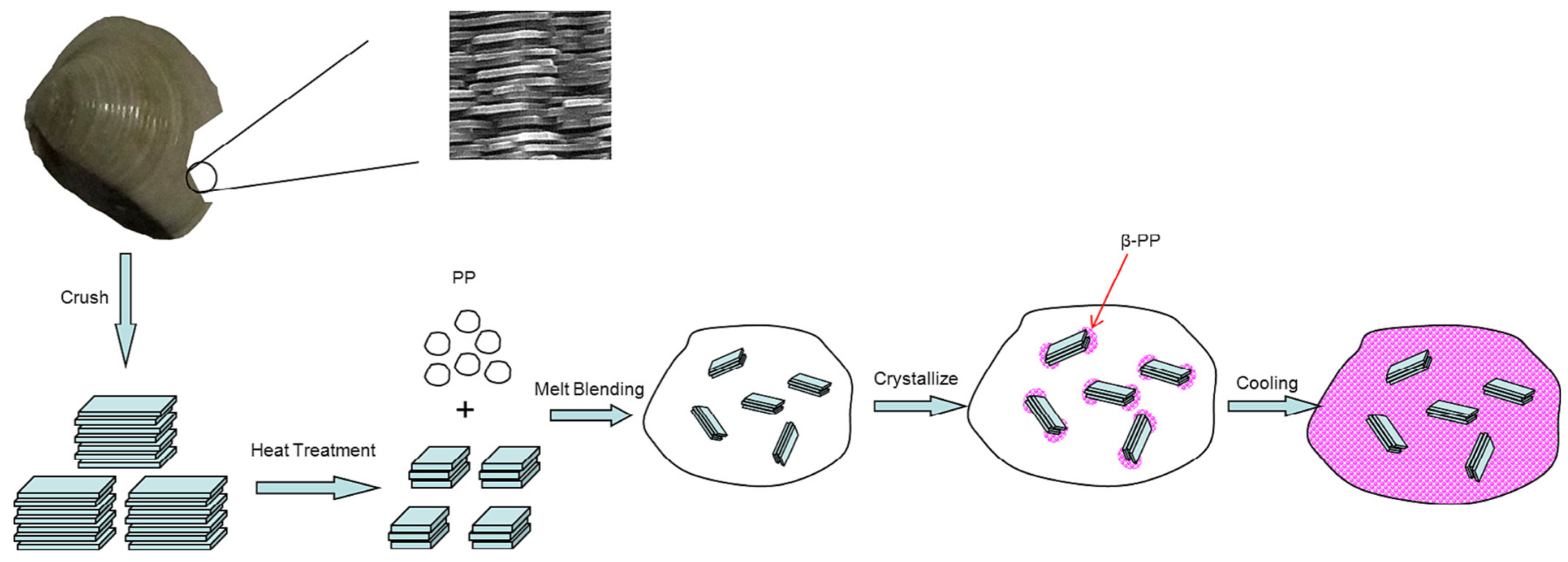 β-Nucleated Polypropylene: Preparation, Nucleating β-Nucleated Polypropylene: Preparation, Nucleating