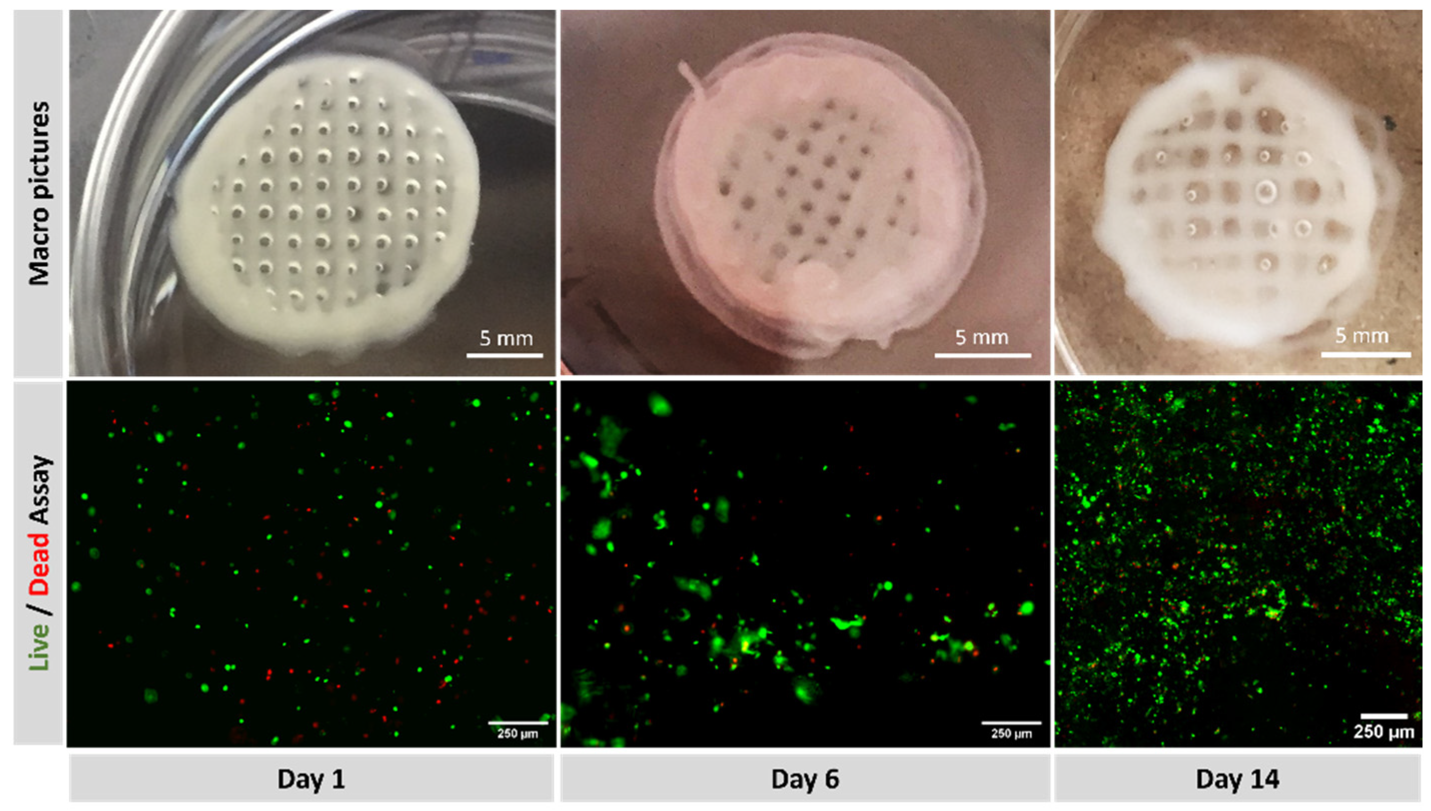 Polymers 15 03196 g008
