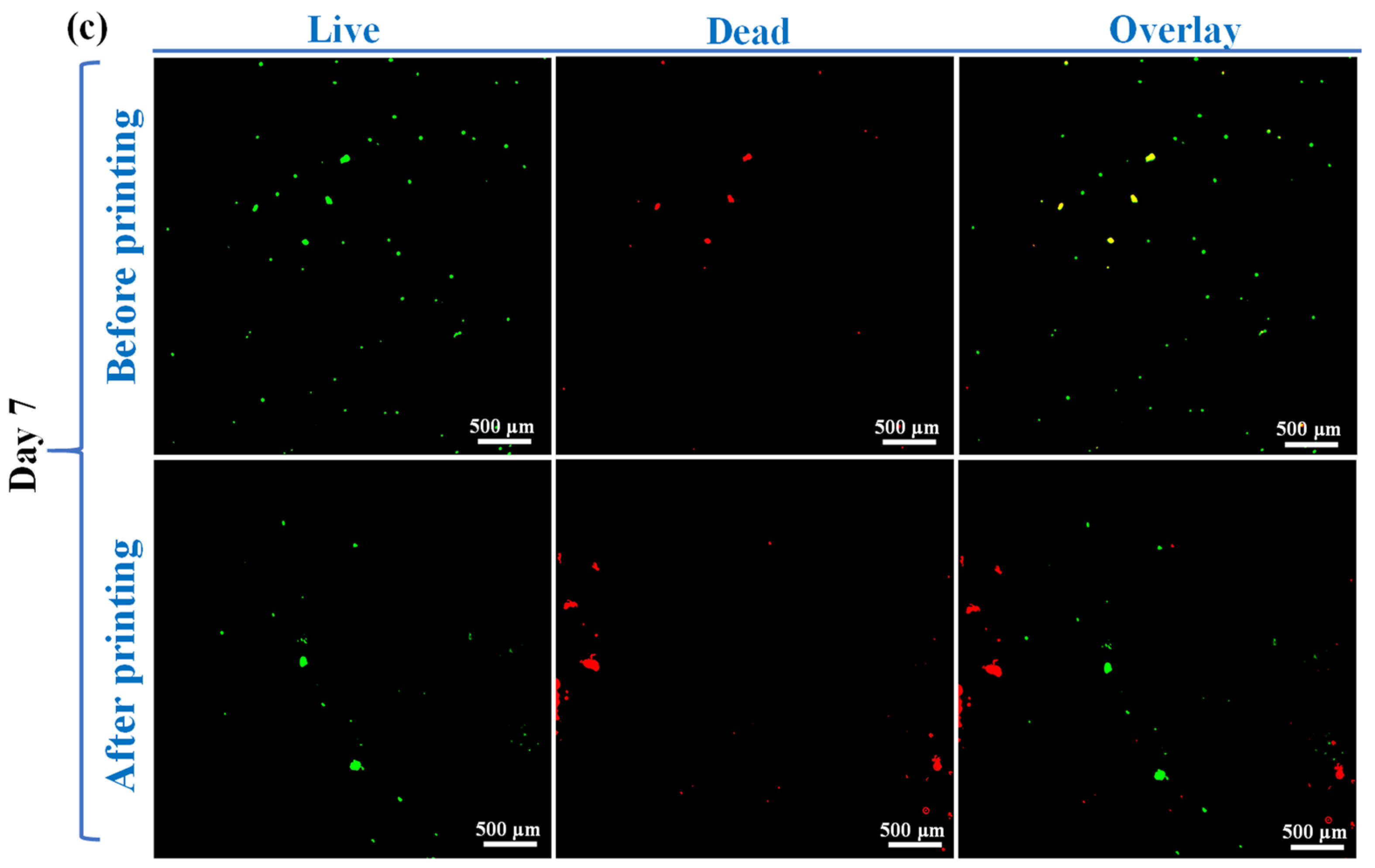 Polymers 15 03223 g006b