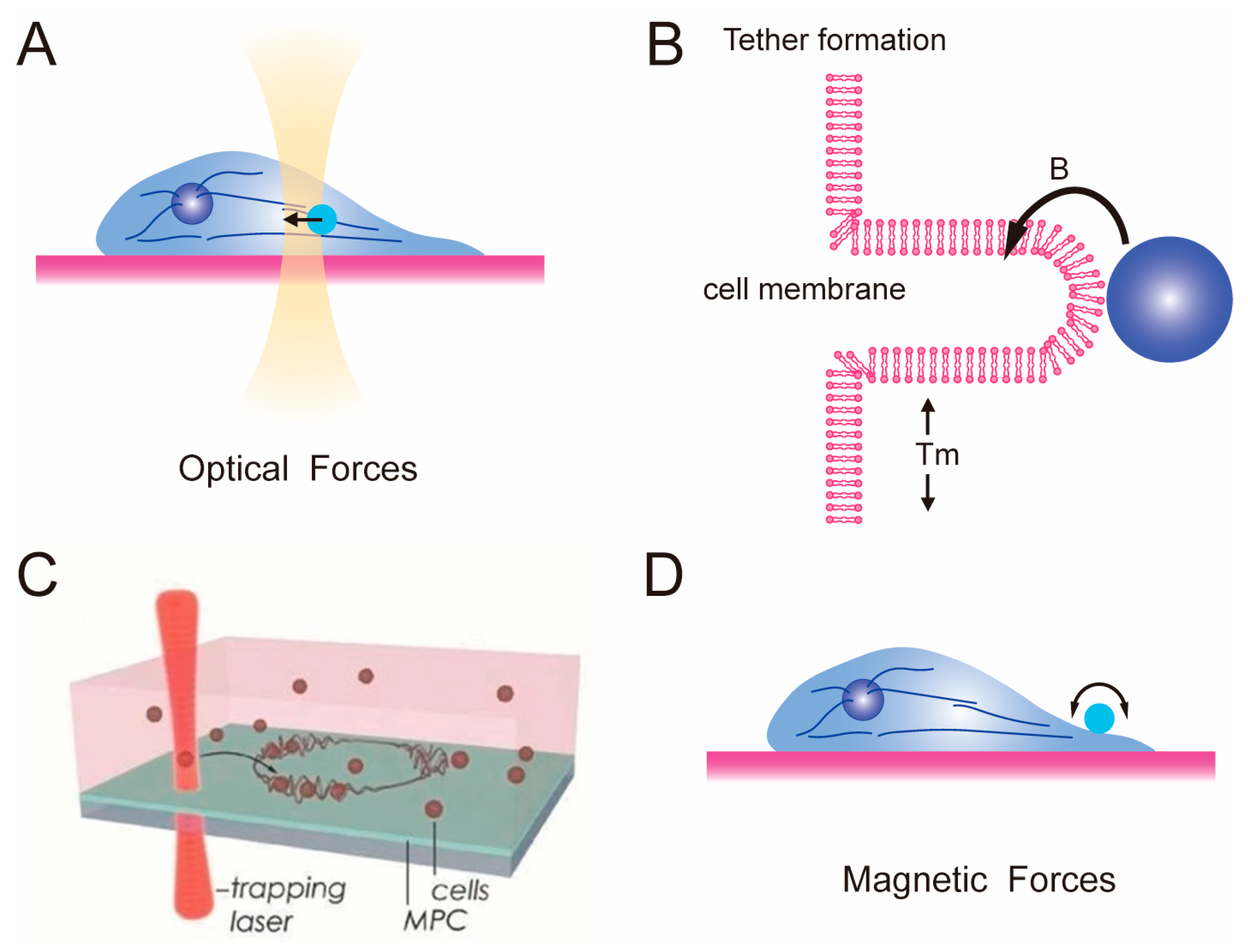 Polymers 15 03255 g003