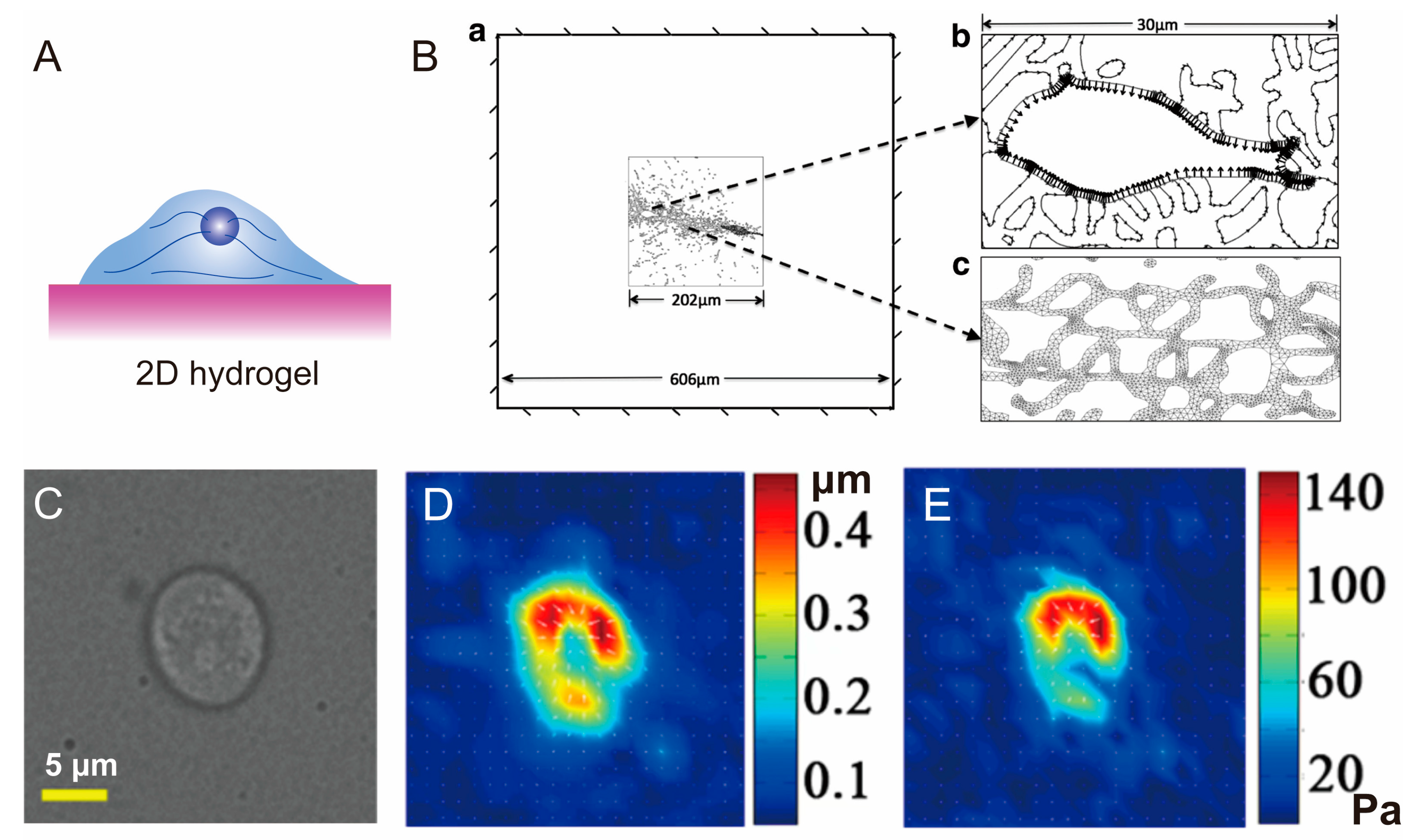 Polymers 15 03255 g005