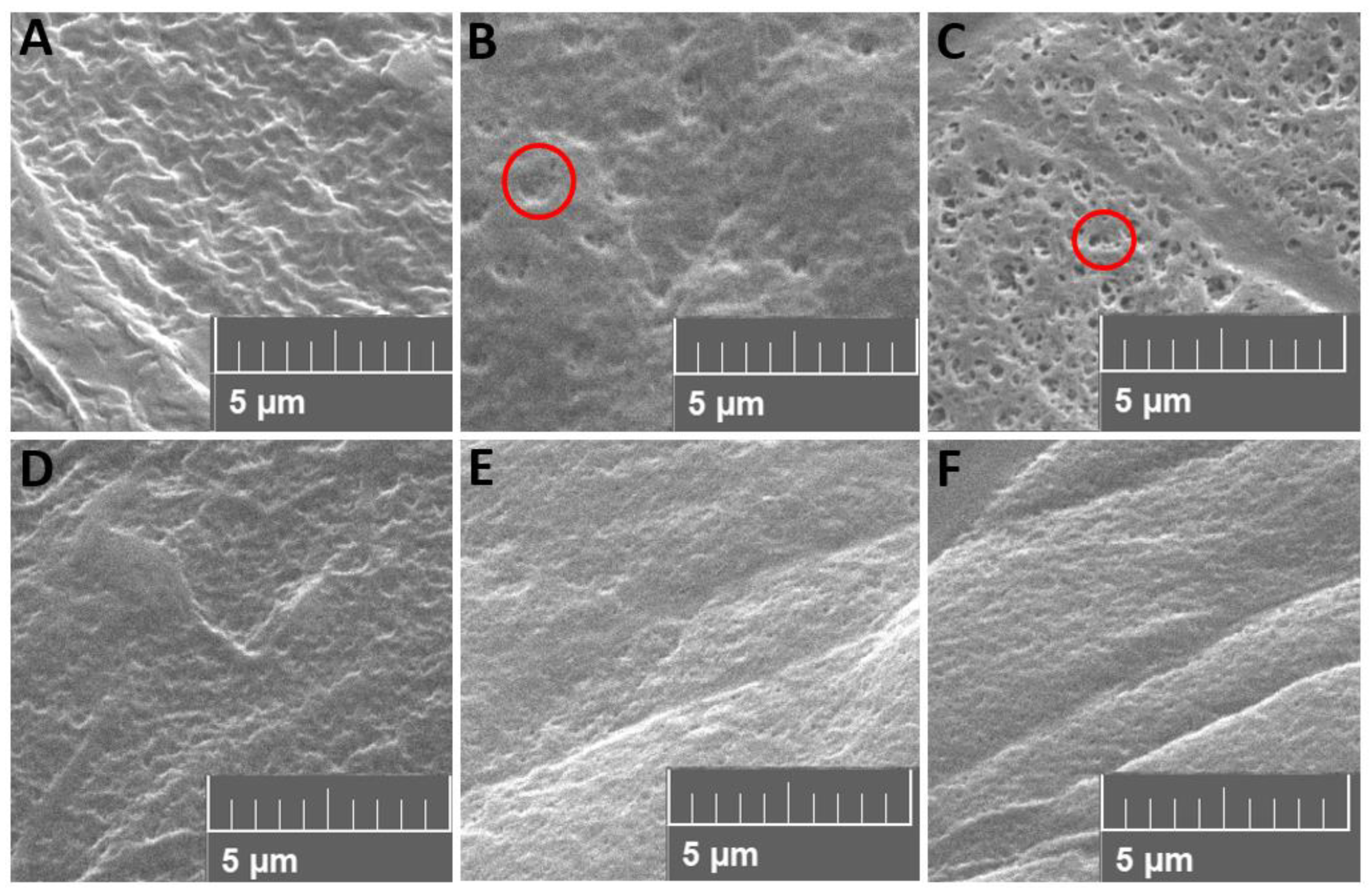 Polymers 15 03265 g004