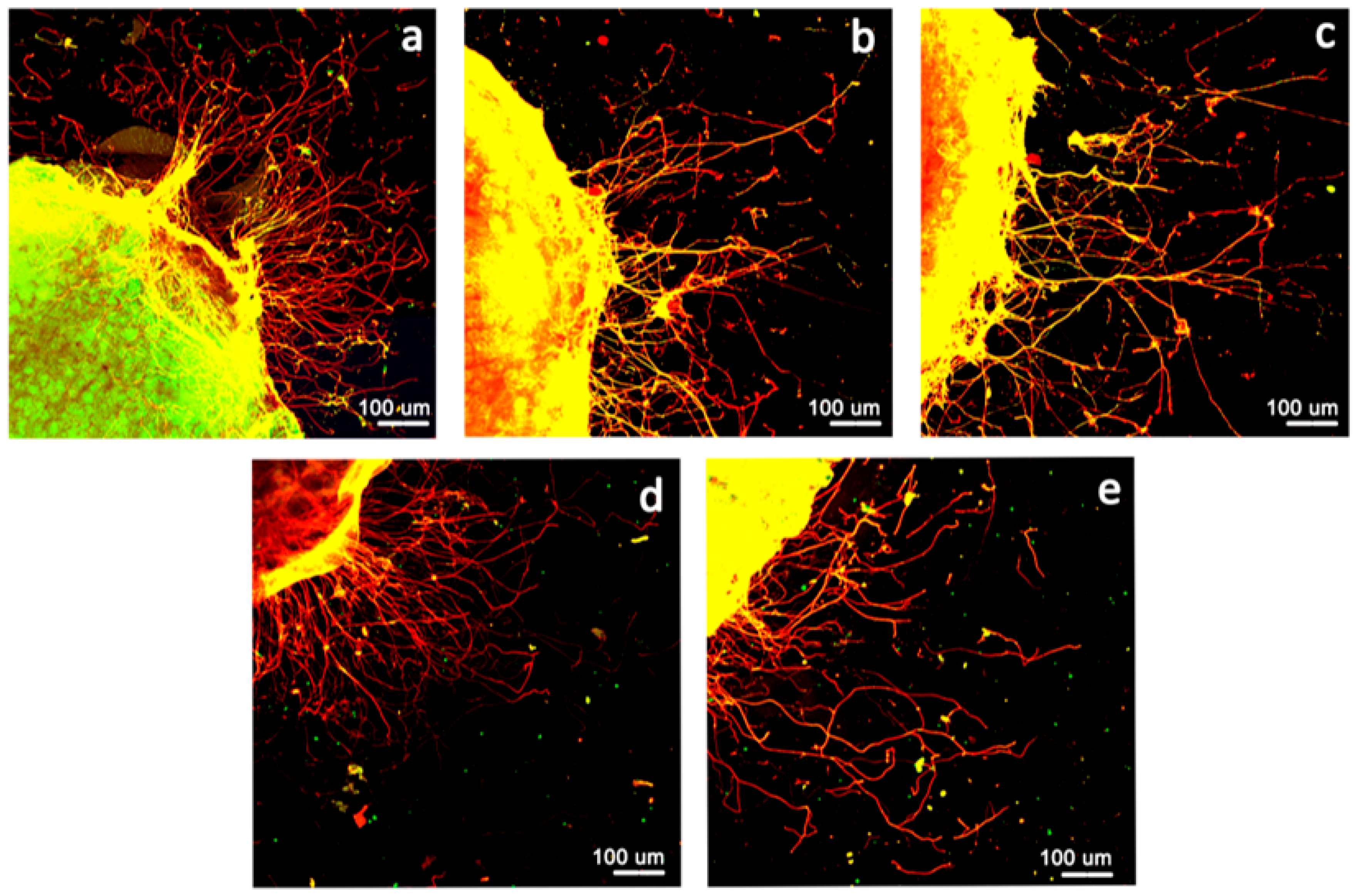 Polymers 15 03272 g008a Polymers 15 03272 g008a