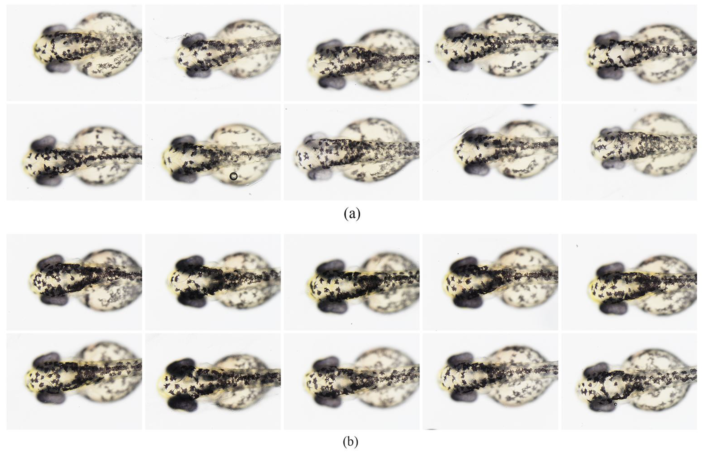 Clinical Development and Evaluation of a Multi-Component Dissolving ...