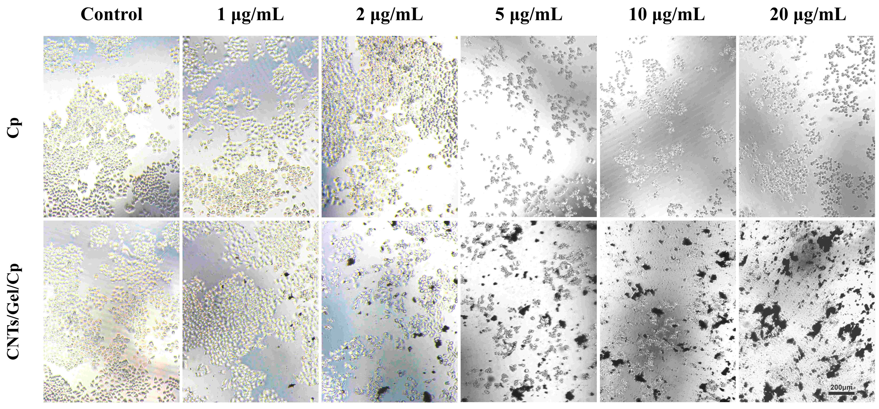 Polymers 15 03333 g013 Polymers 15 03333 g013