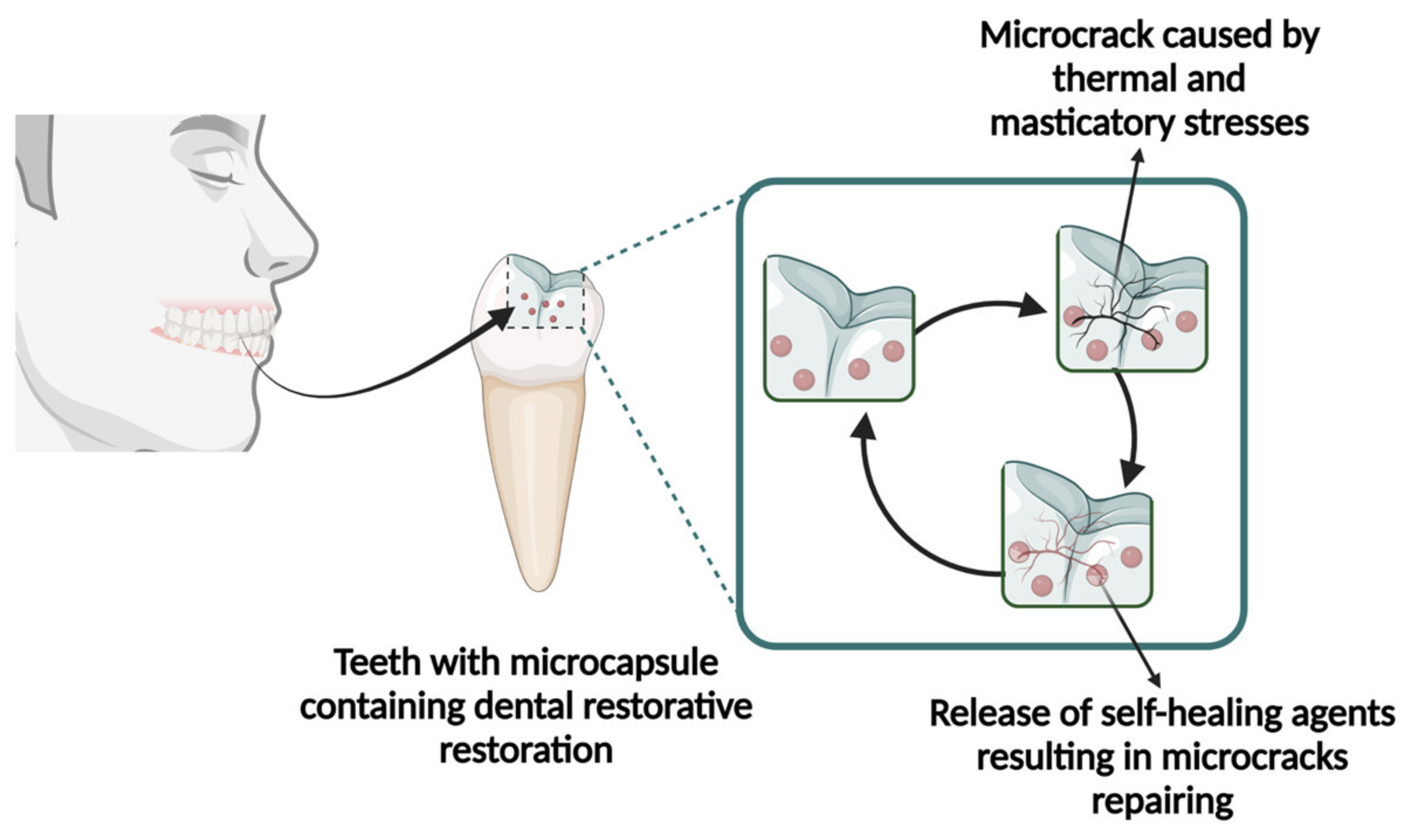 Polymers 15 03346 g002