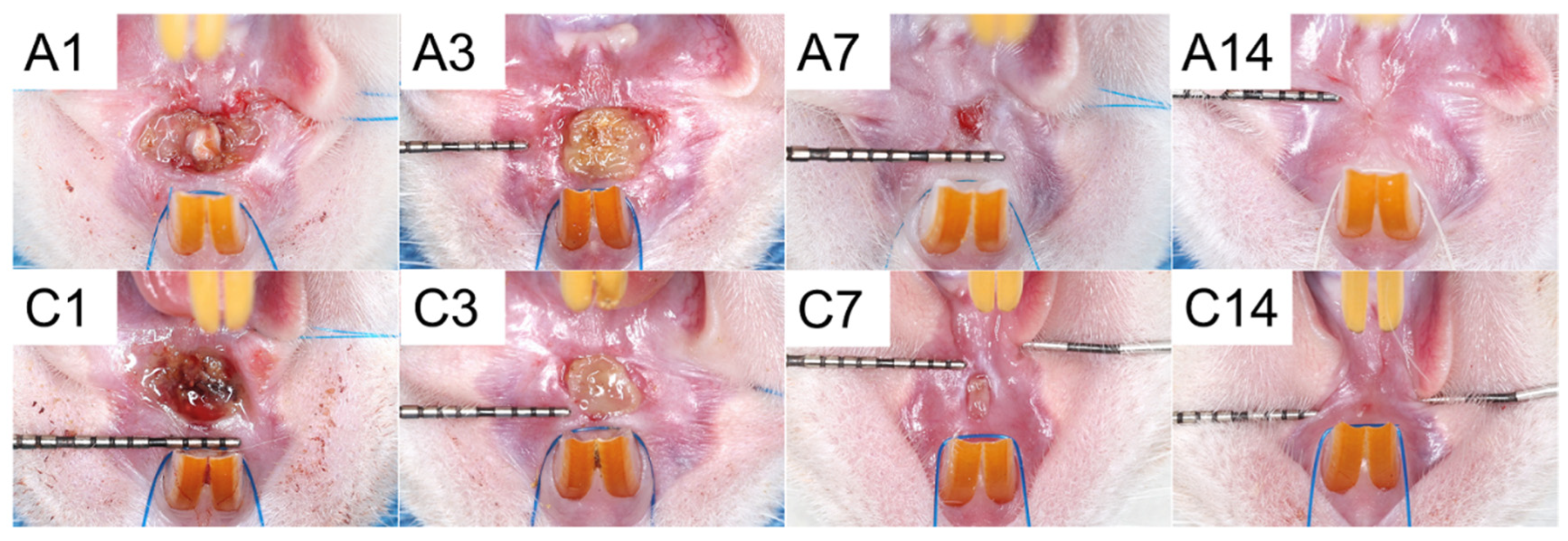 Polymers 15 03445 g014