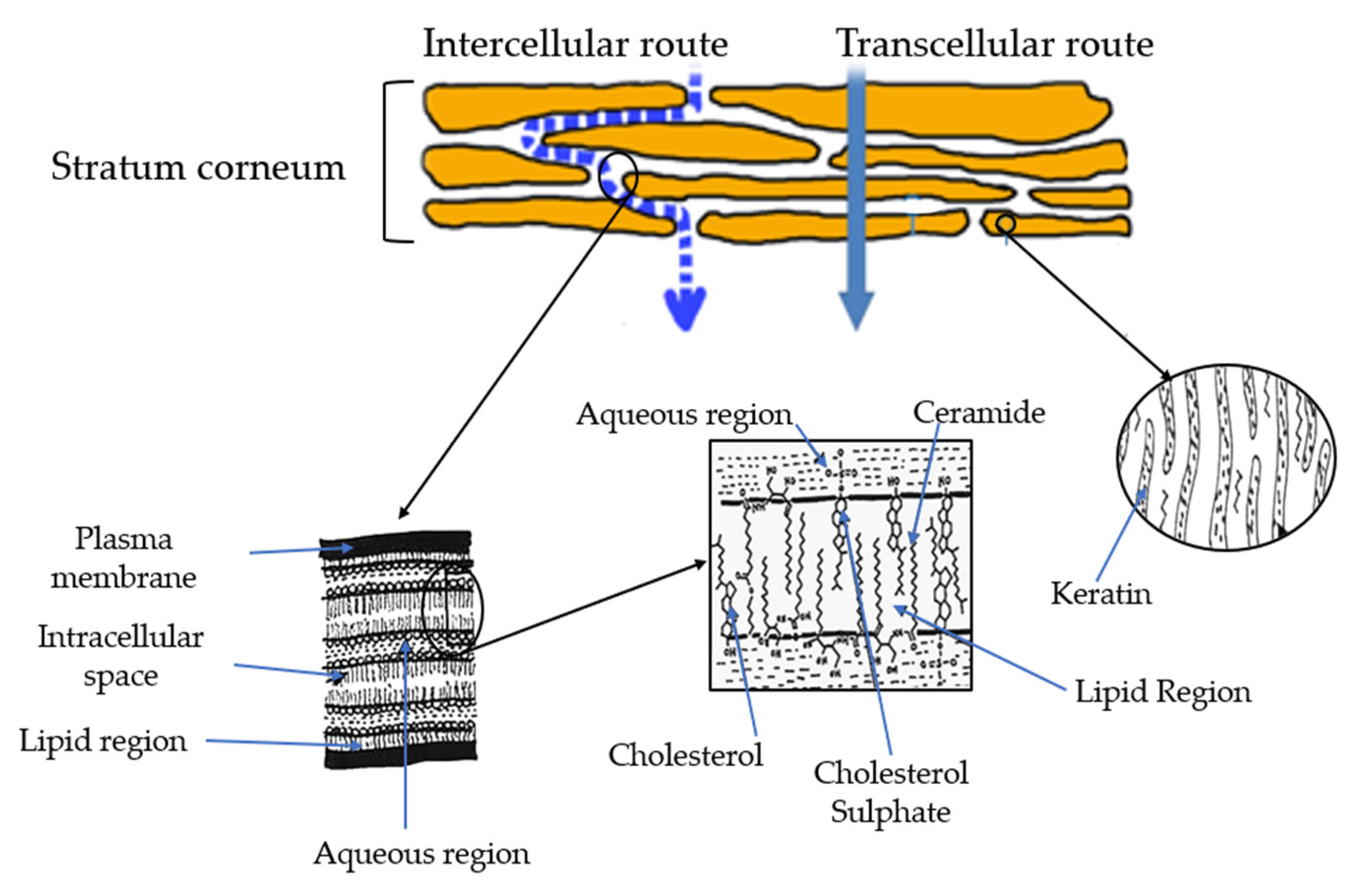 Polymers 15 03473 g003