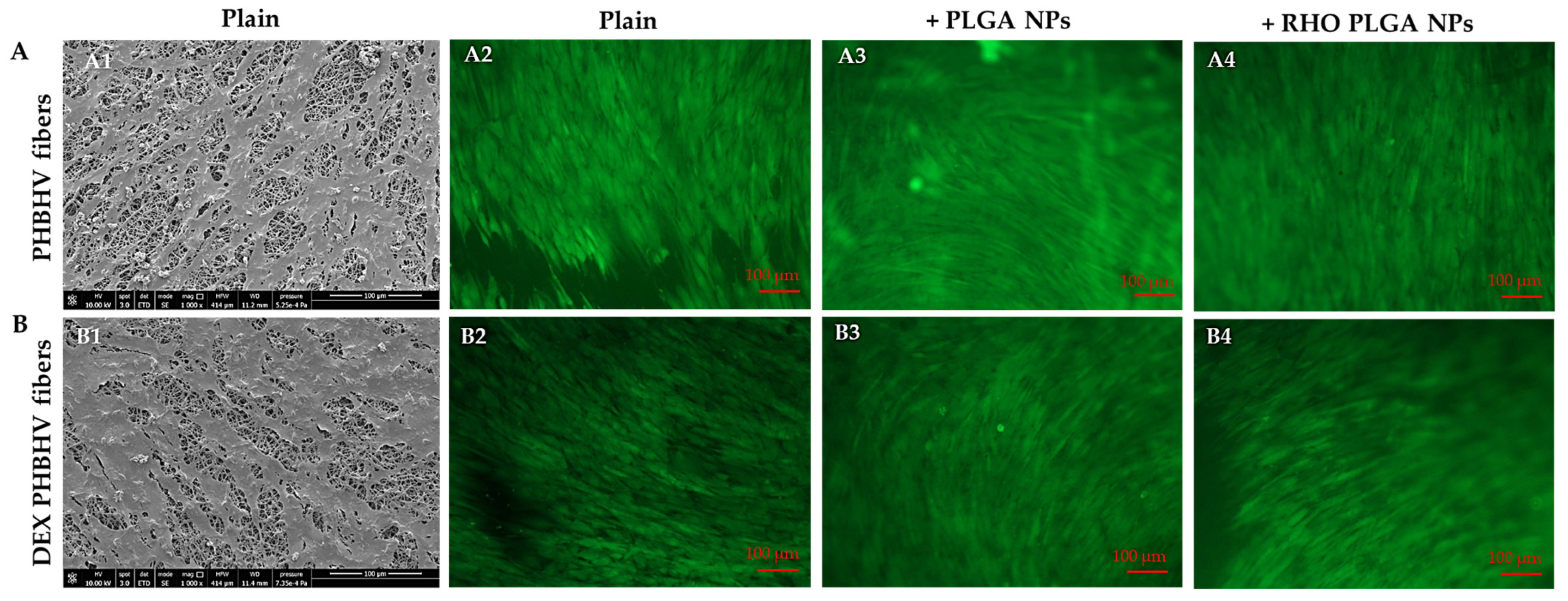 Polymers 15 03494 g008