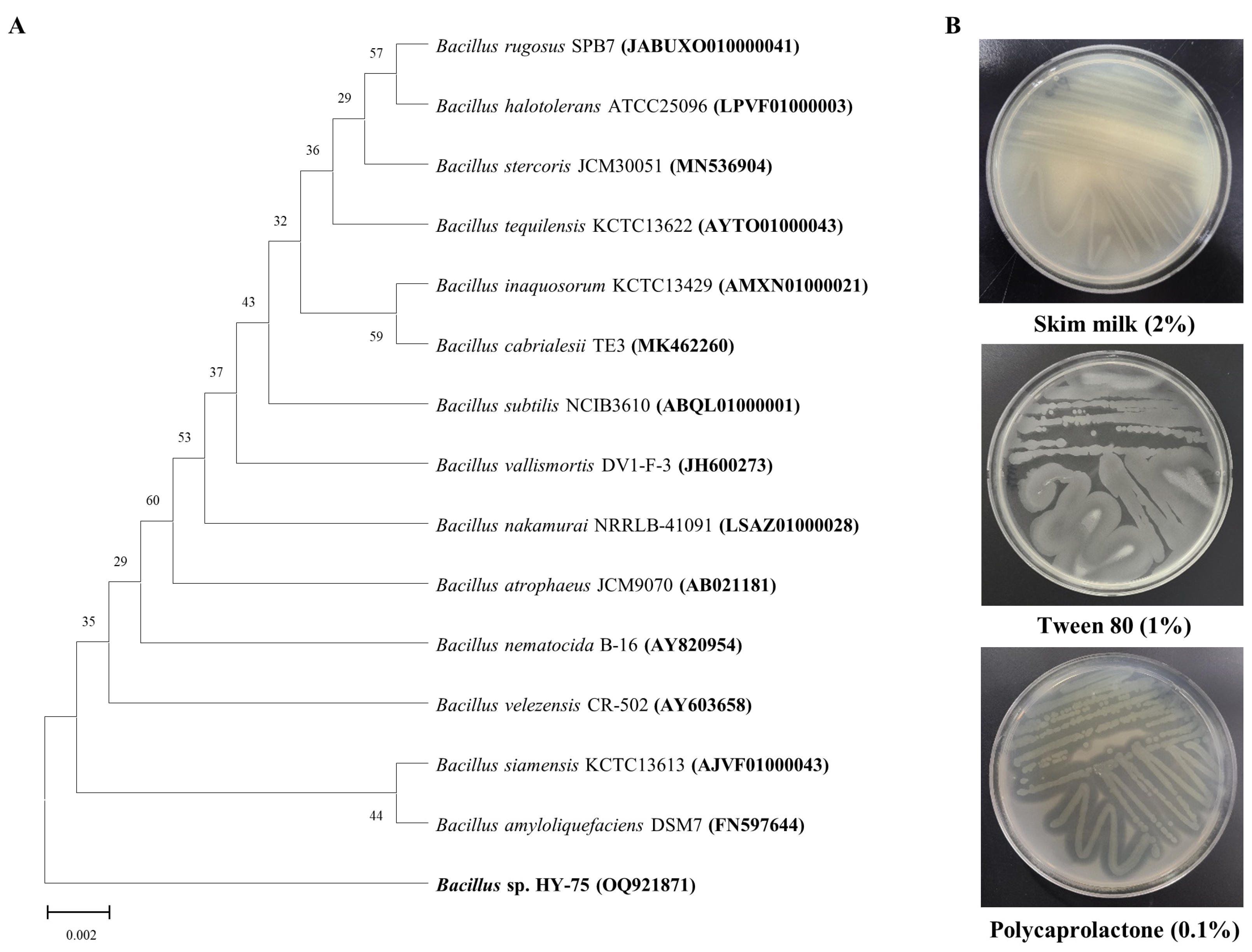 Polymers 15 03546 g002