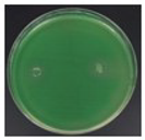 Polymers 15 03572 i002