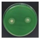 Polymers 15 03572 i004