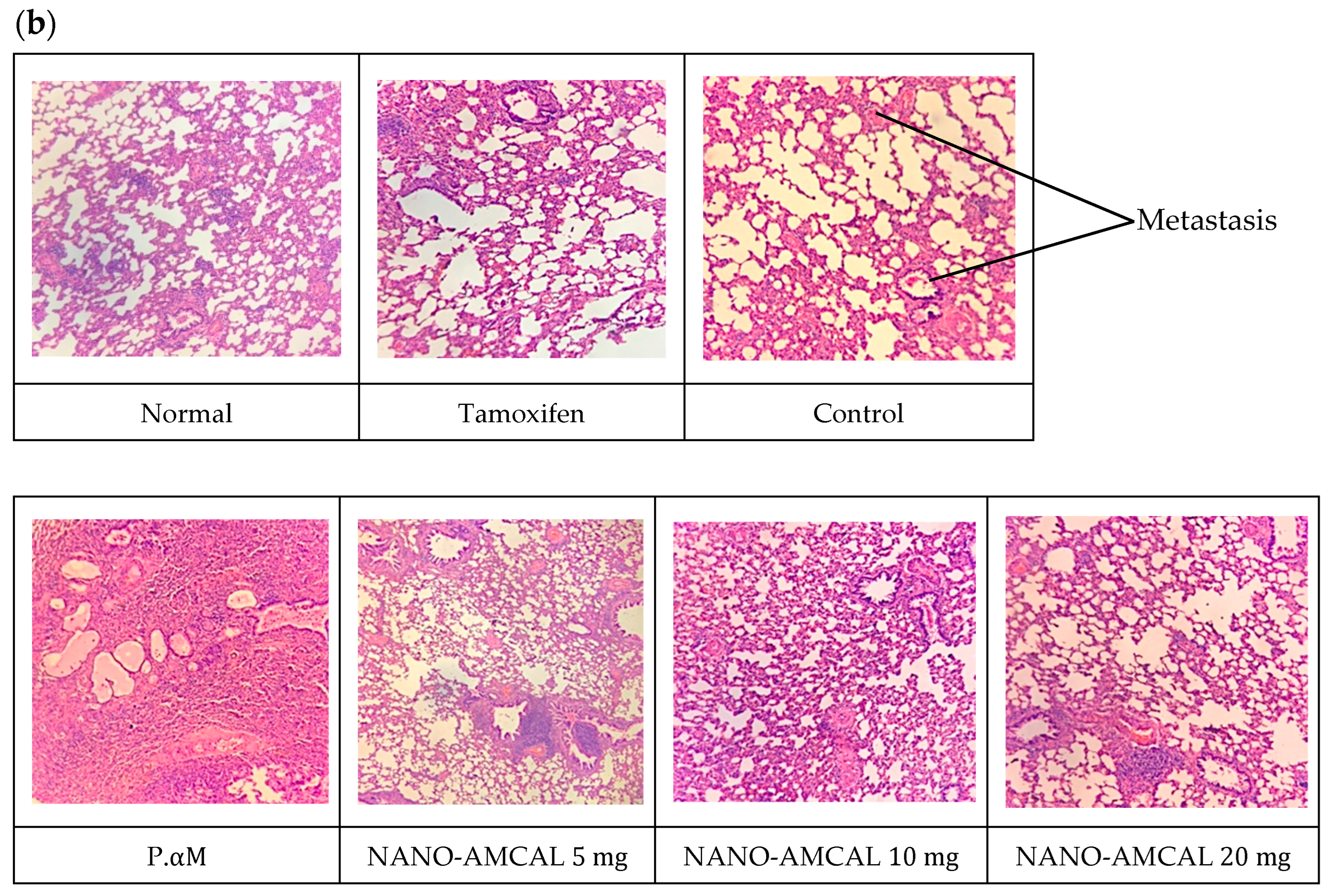 Polymers 15 03658 g016b