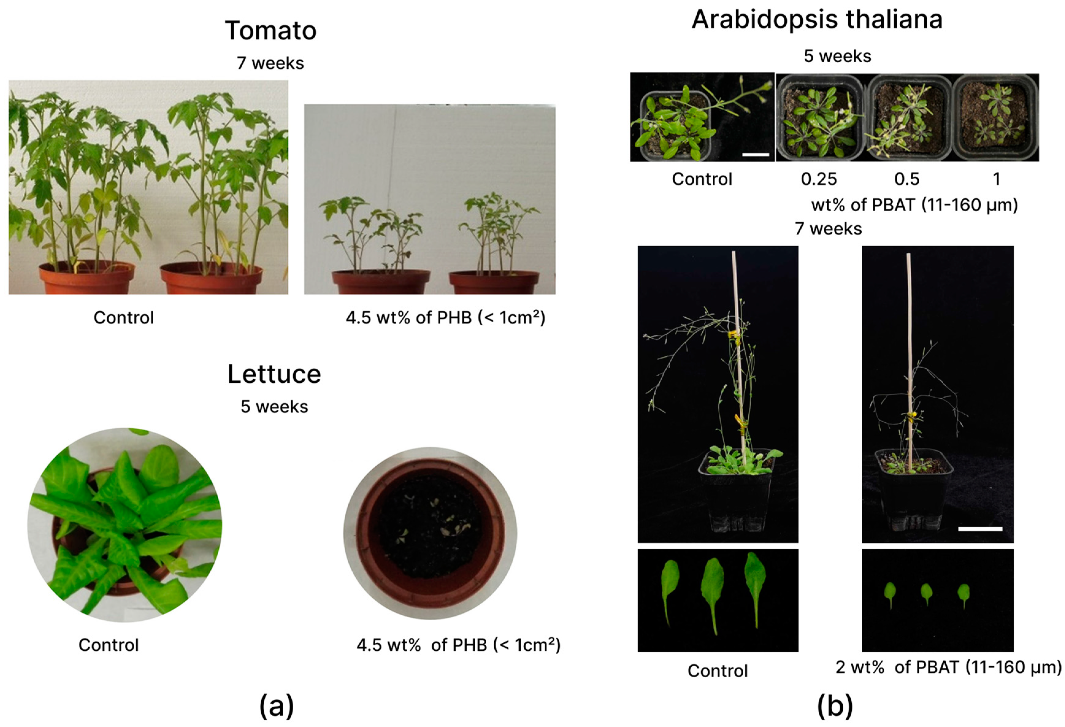 Polymers 15 03680 g005