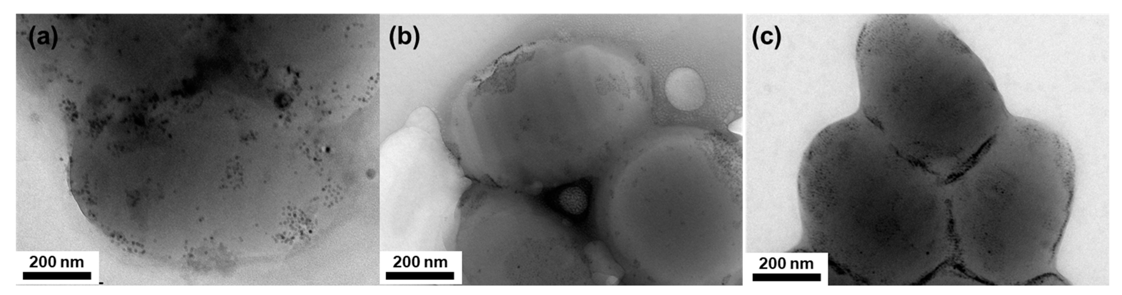 Polymers 15 03689 g006