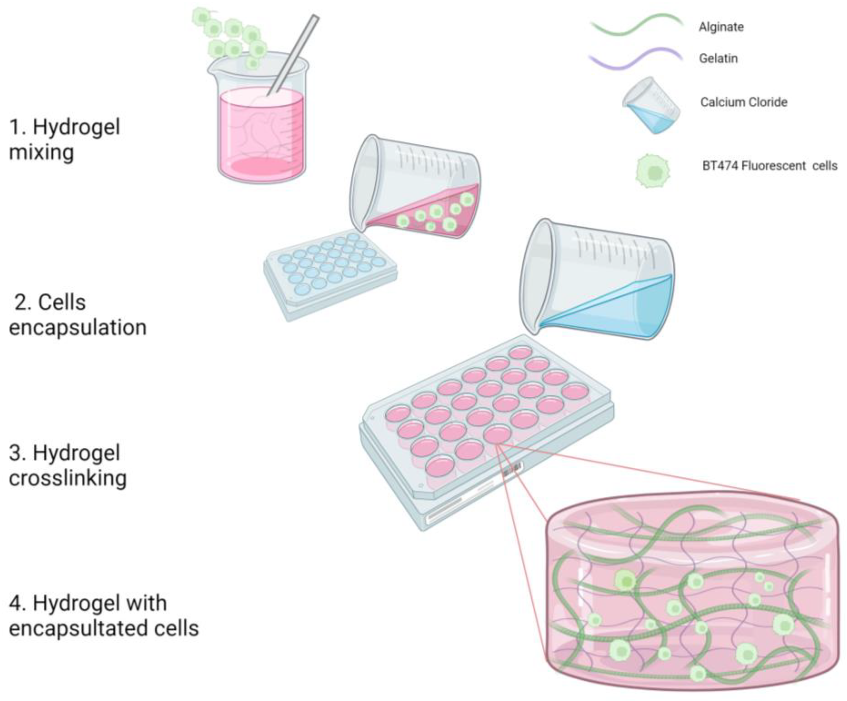 Polymers Free FullText Embedded Living HER2+ Cells in a 3D Gelatin