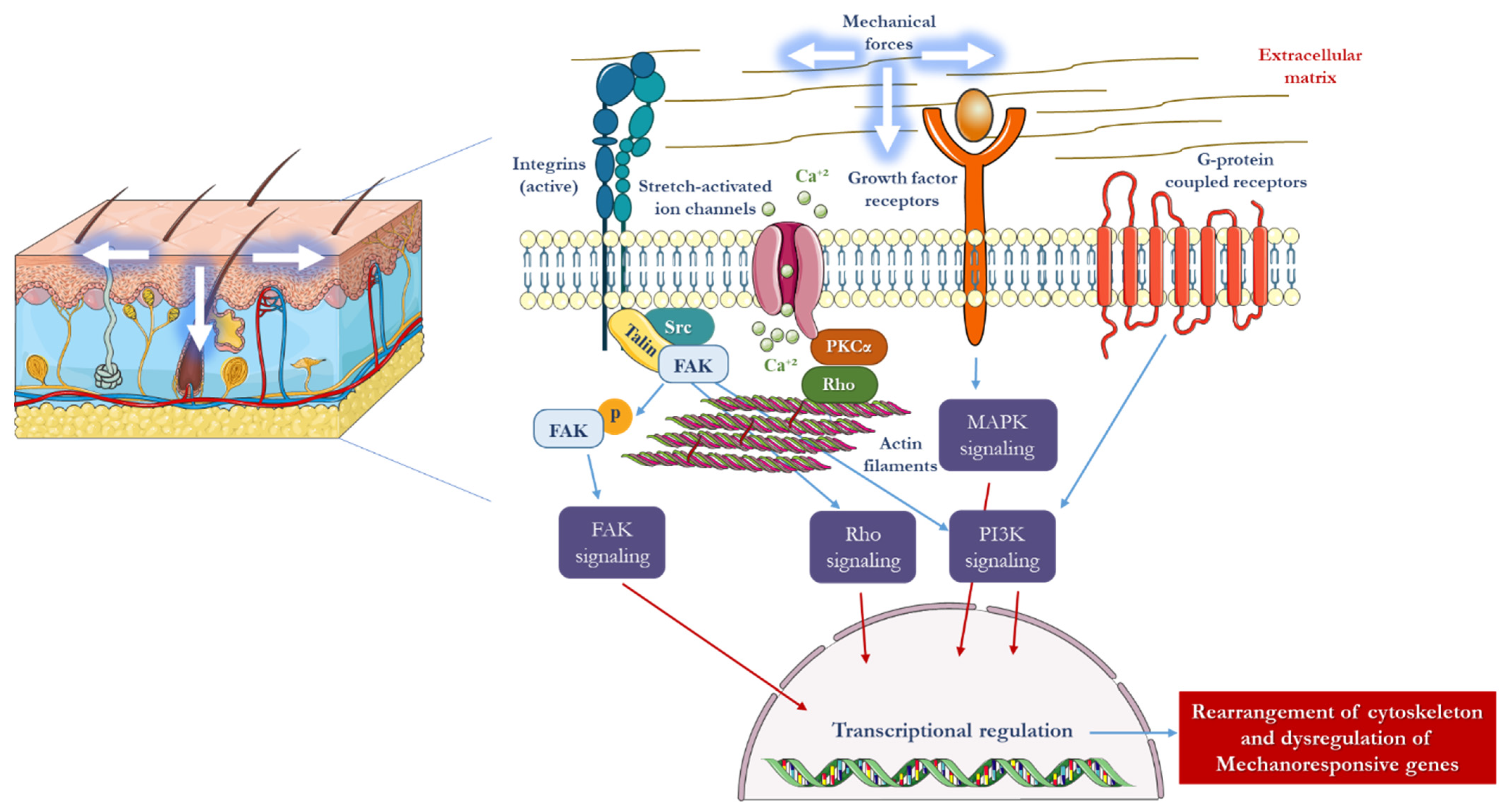 Polymers 15 03854 g001