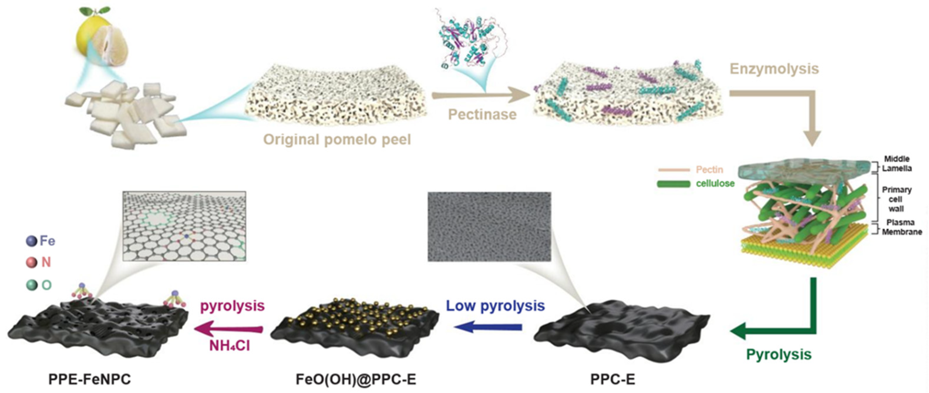 こっとん Pyrolysis Enzymolysis-Treated Pomelo Peel: Porous Carbon
