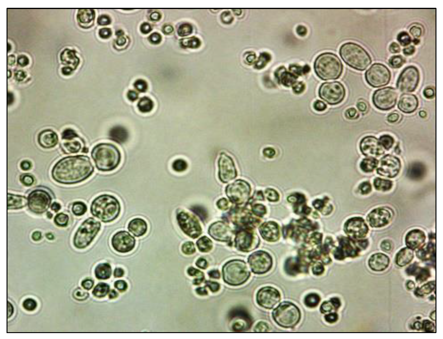 Polymers 15 03901 g005