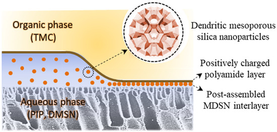 Non Bioderived Polyarylester Nanofilms from Innovative Plant