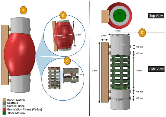Virtual Design of 3D-Printed Bone Tissue Engineered Scaffold Shape ...