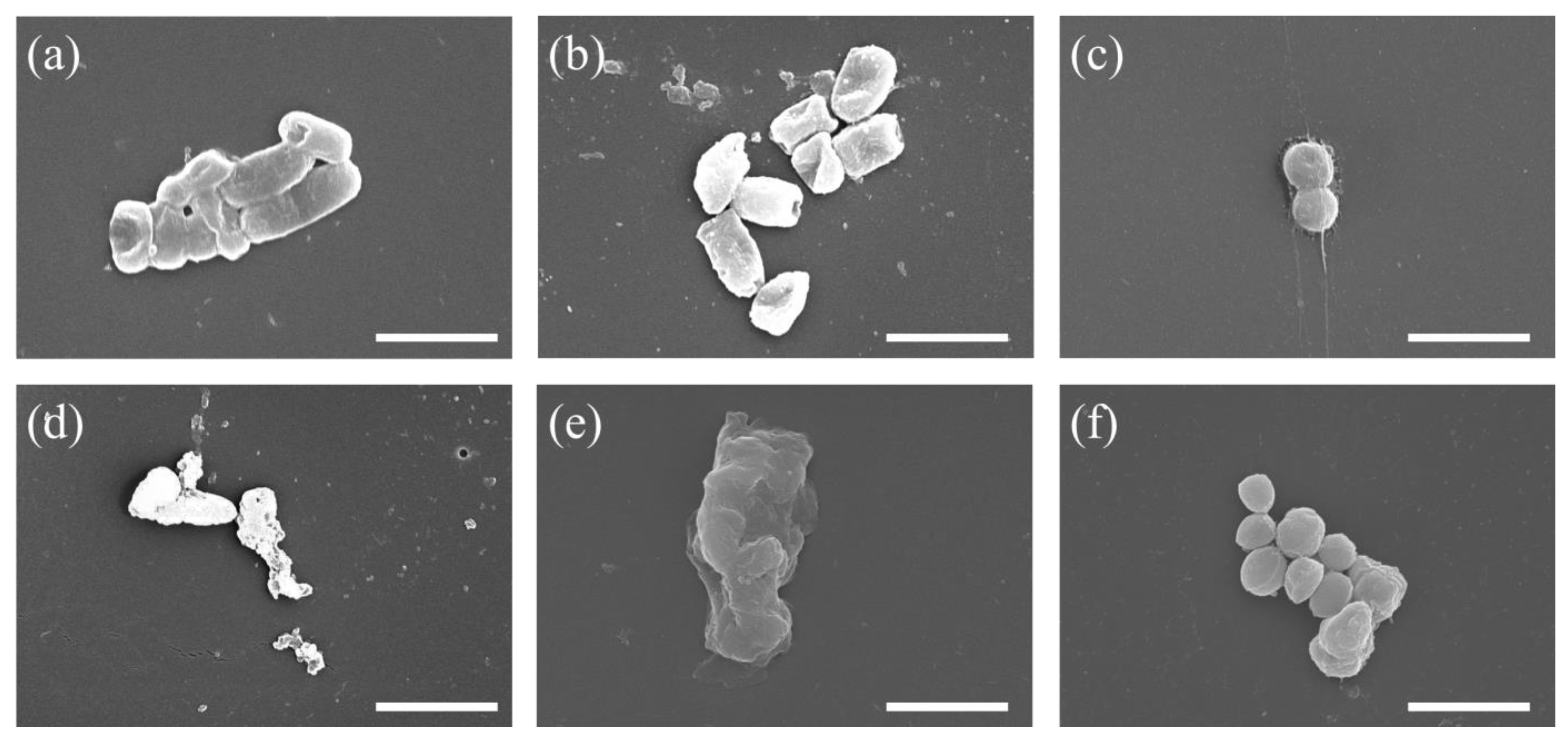 Polymers 15 03978 g004