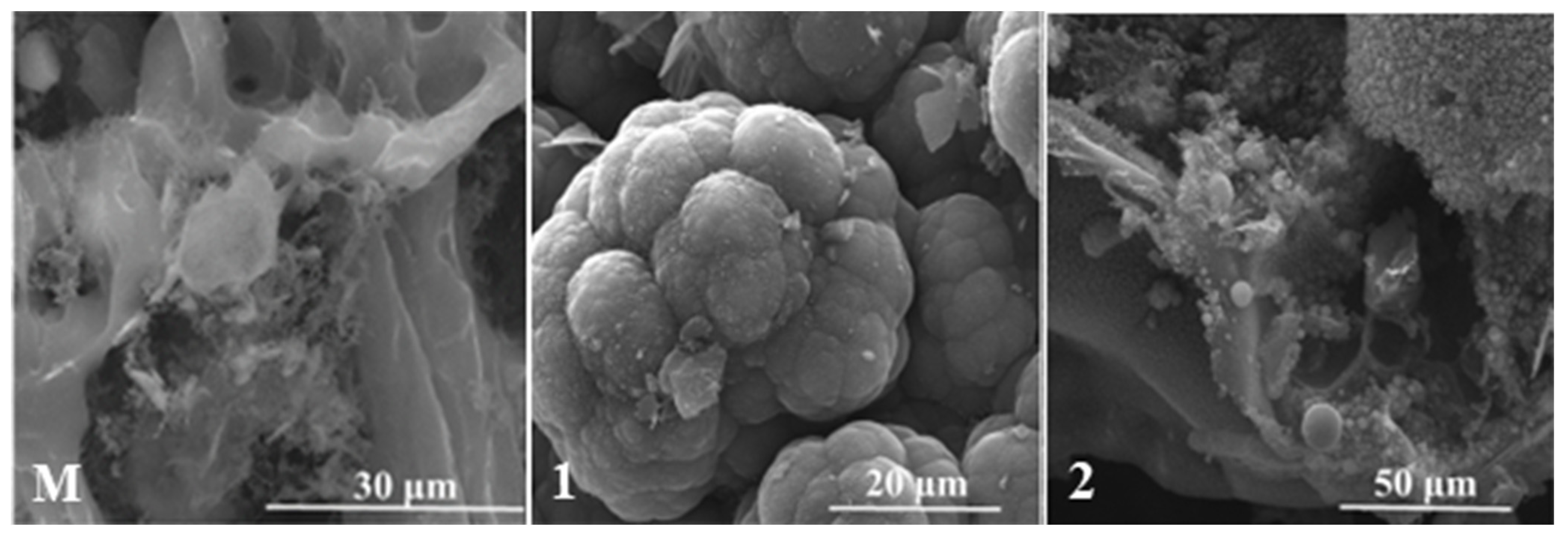 Polymers 15 04016 g011