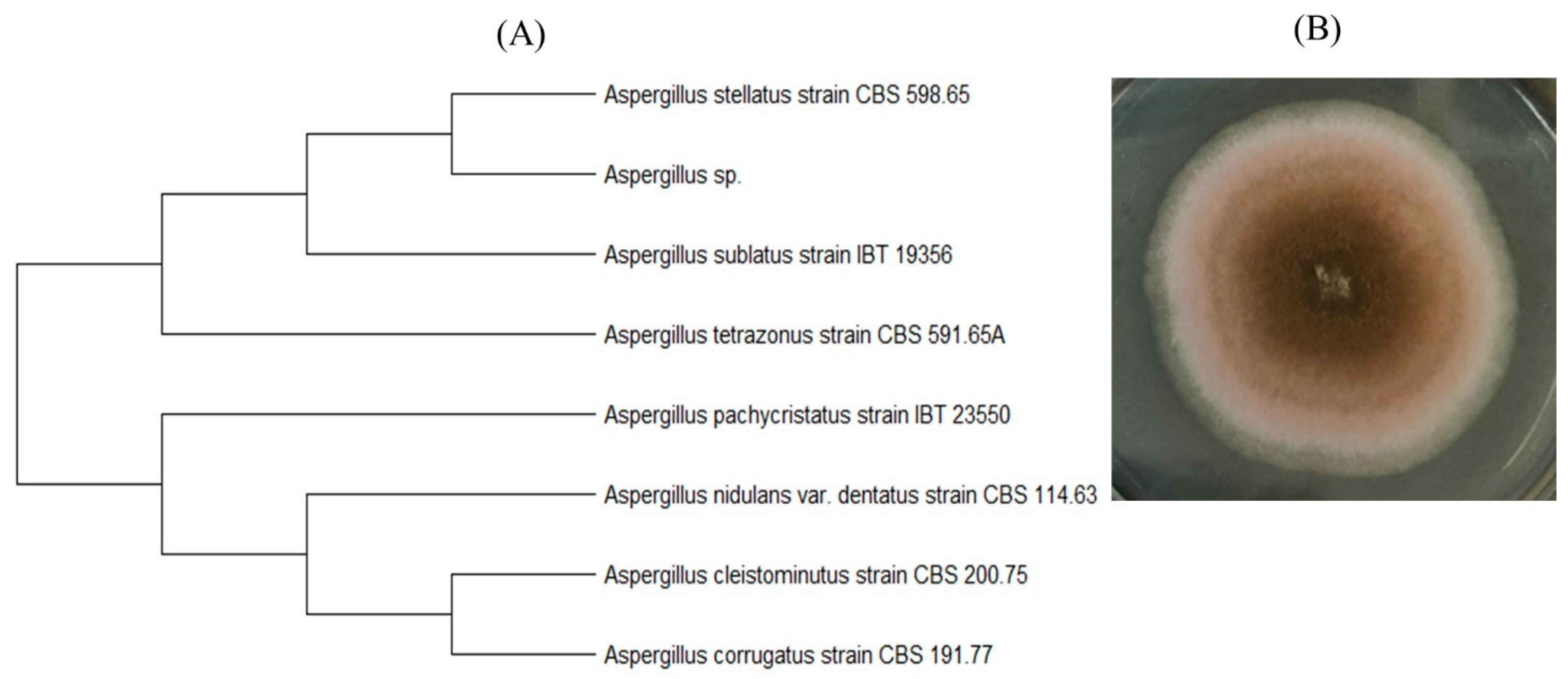 Polymers 15 04017 g014
