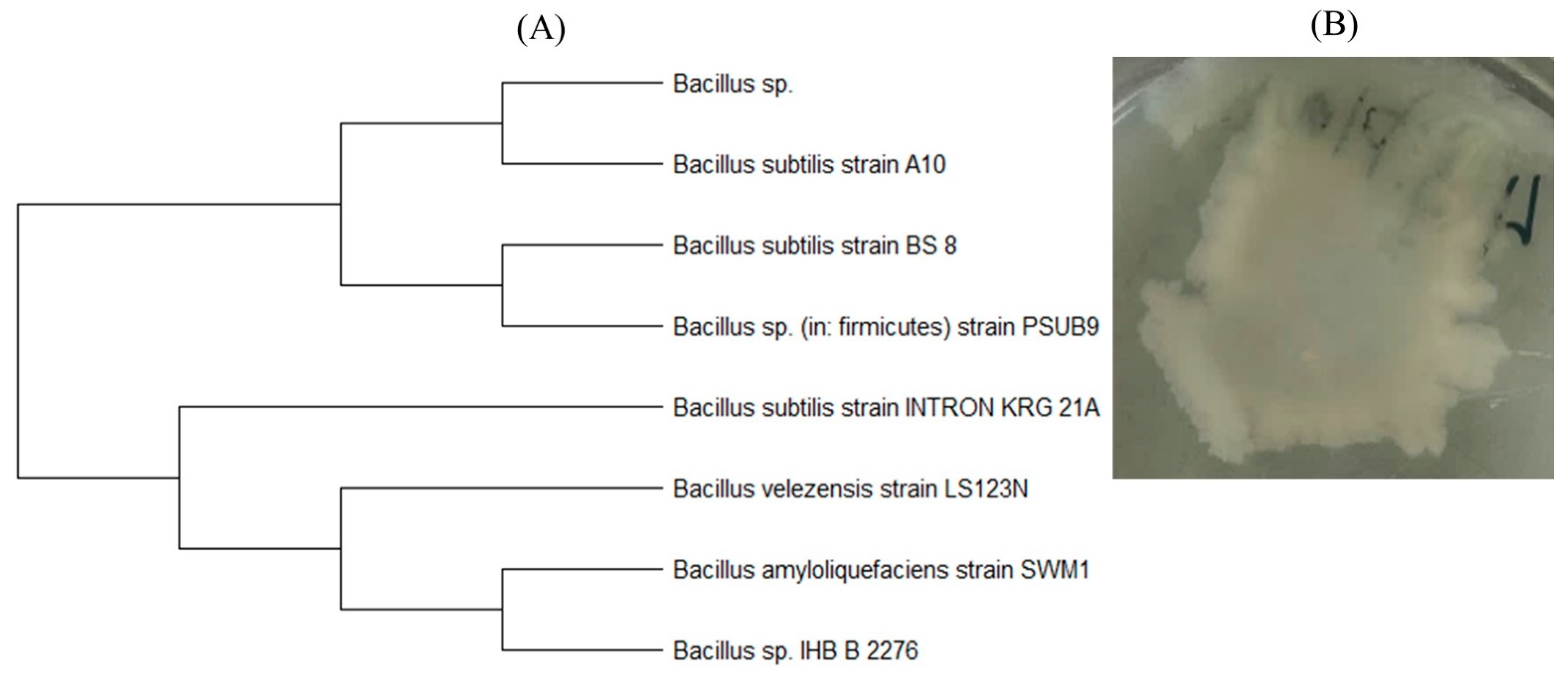 Polymers 15 04017 g016