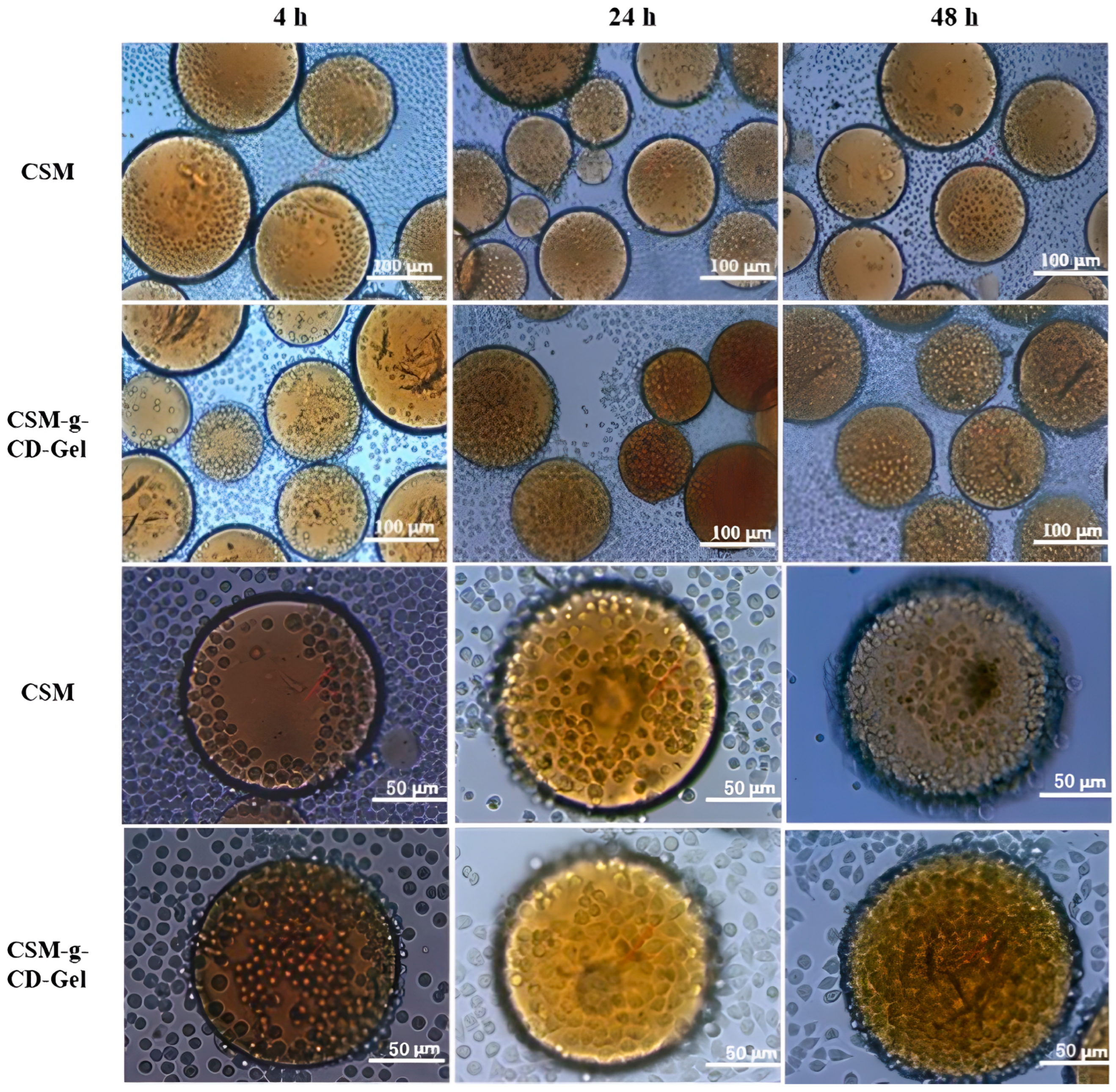 Polymers 15 04024 g005
