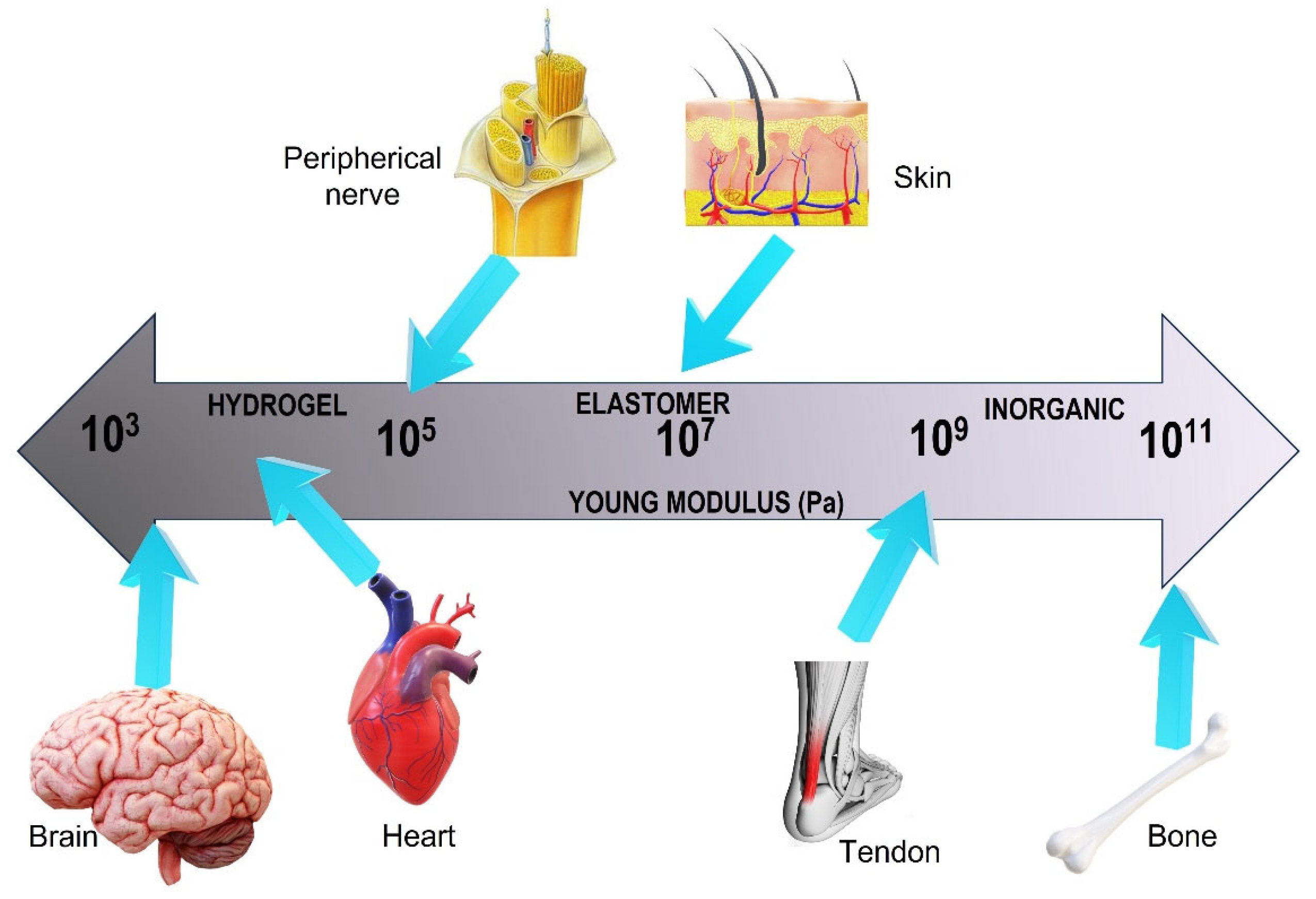 Polymers 15 04034 g010 Polymers 15 04034 g010