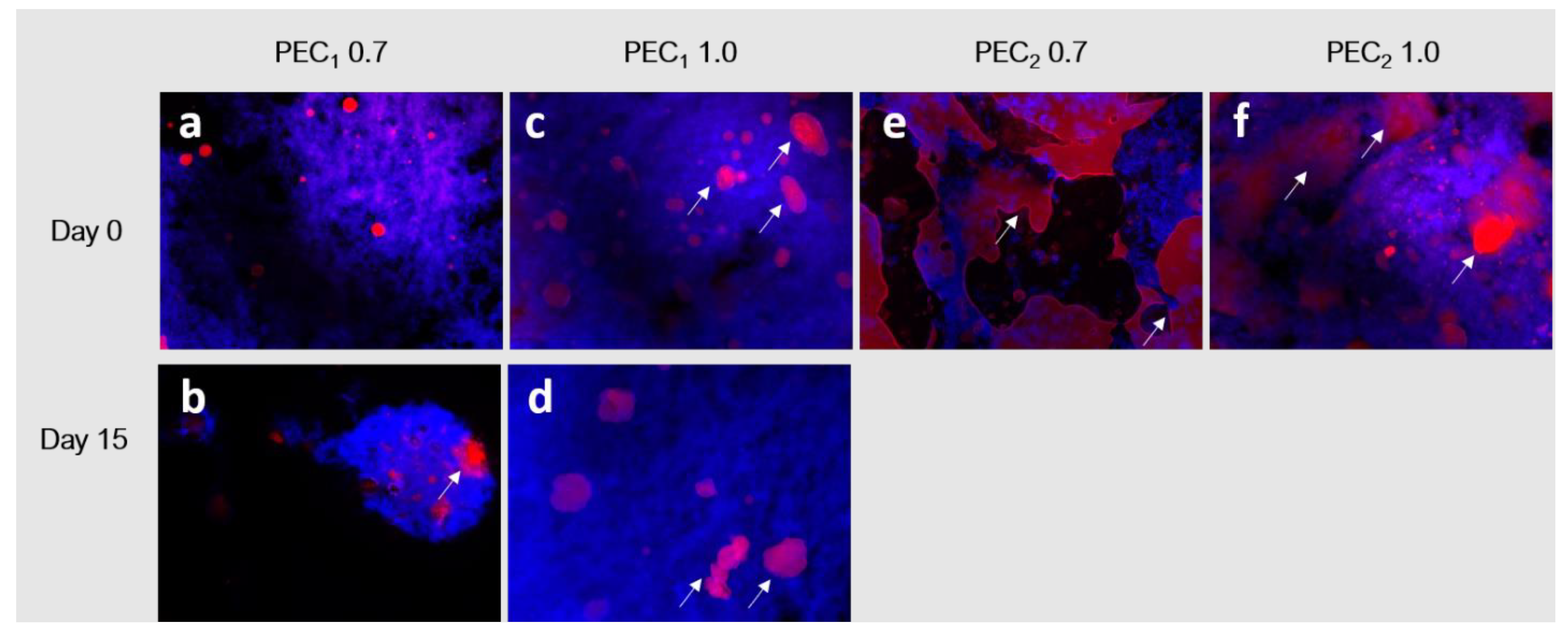 Polymers 15 04157 g006