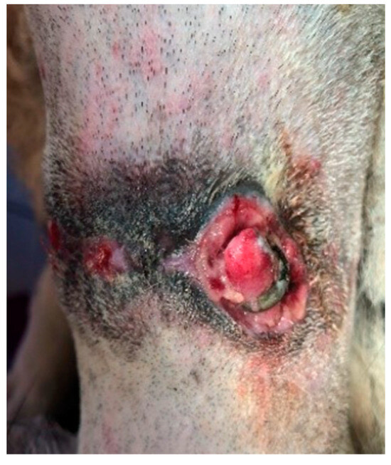 Betadine for dog skin deals infection