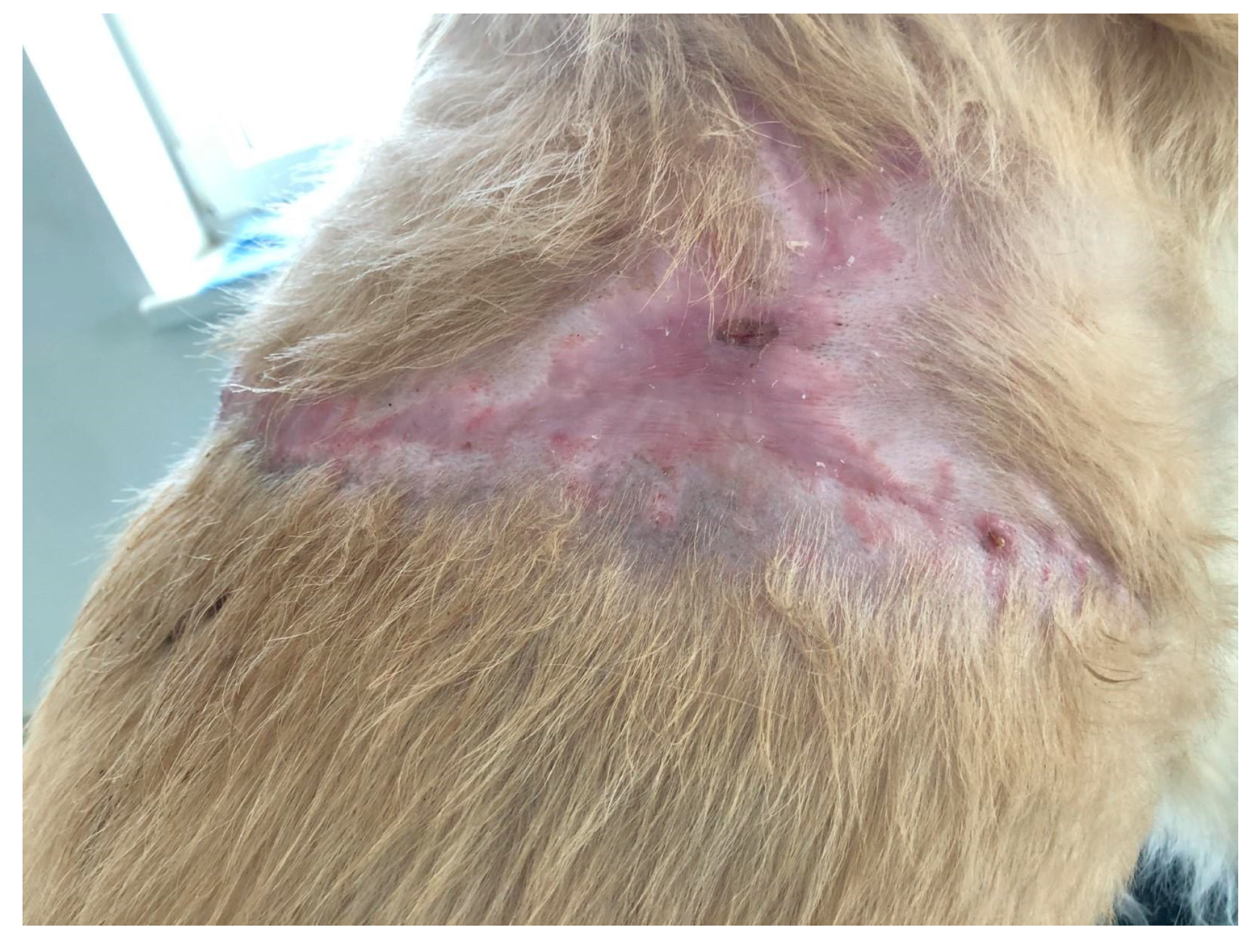 Polymers 15 04201 g011