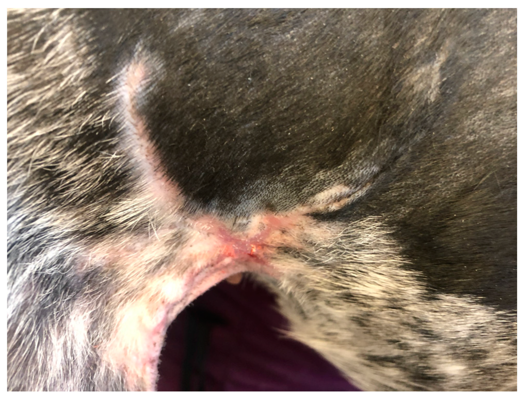 Polymers 15 04201 g017