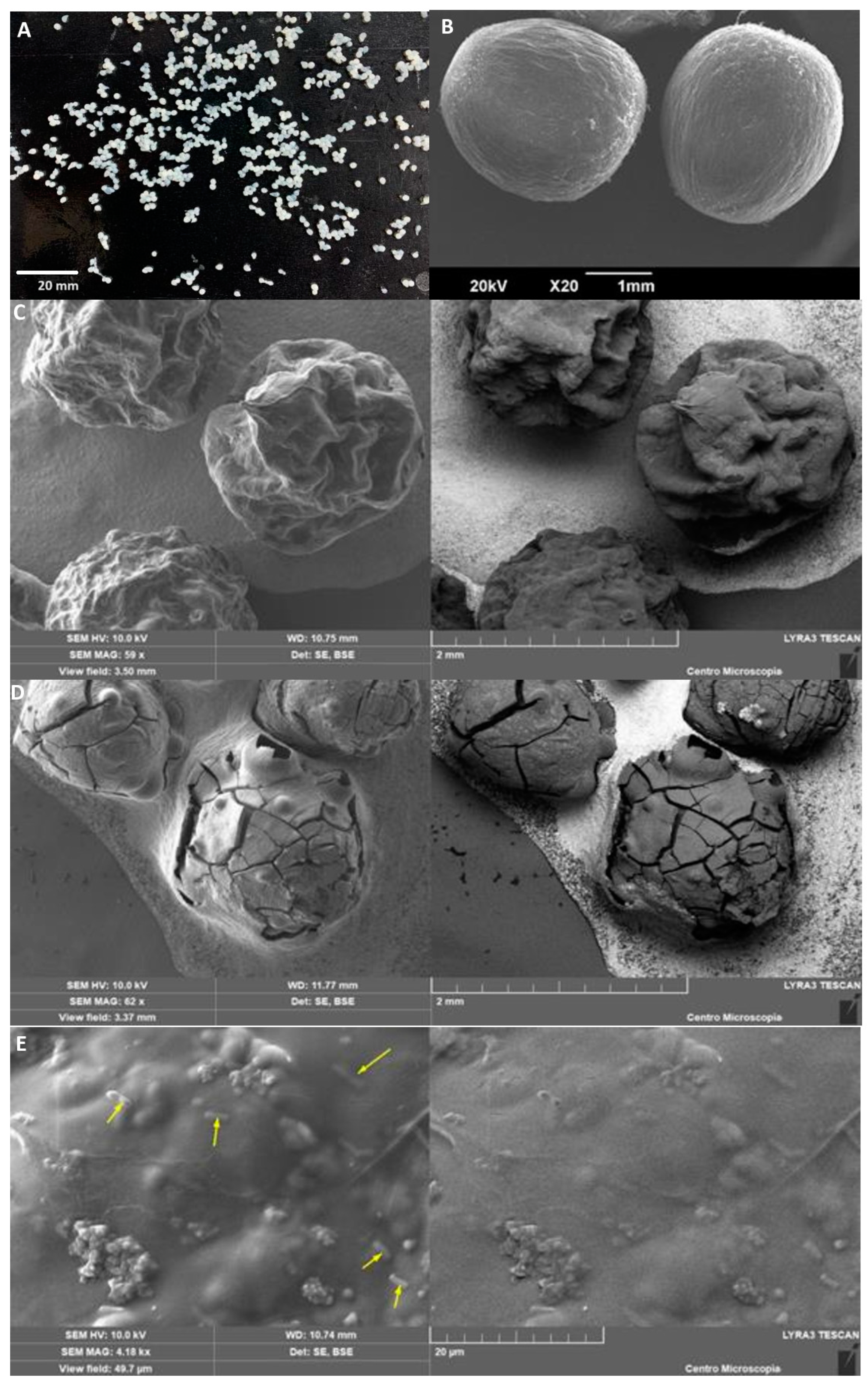 Polymers 15 04296 g003