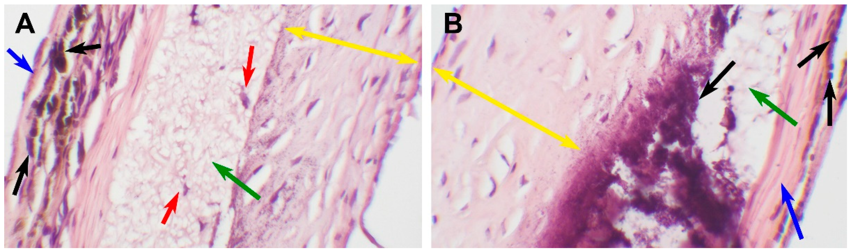 Polymers 15 04304 g007