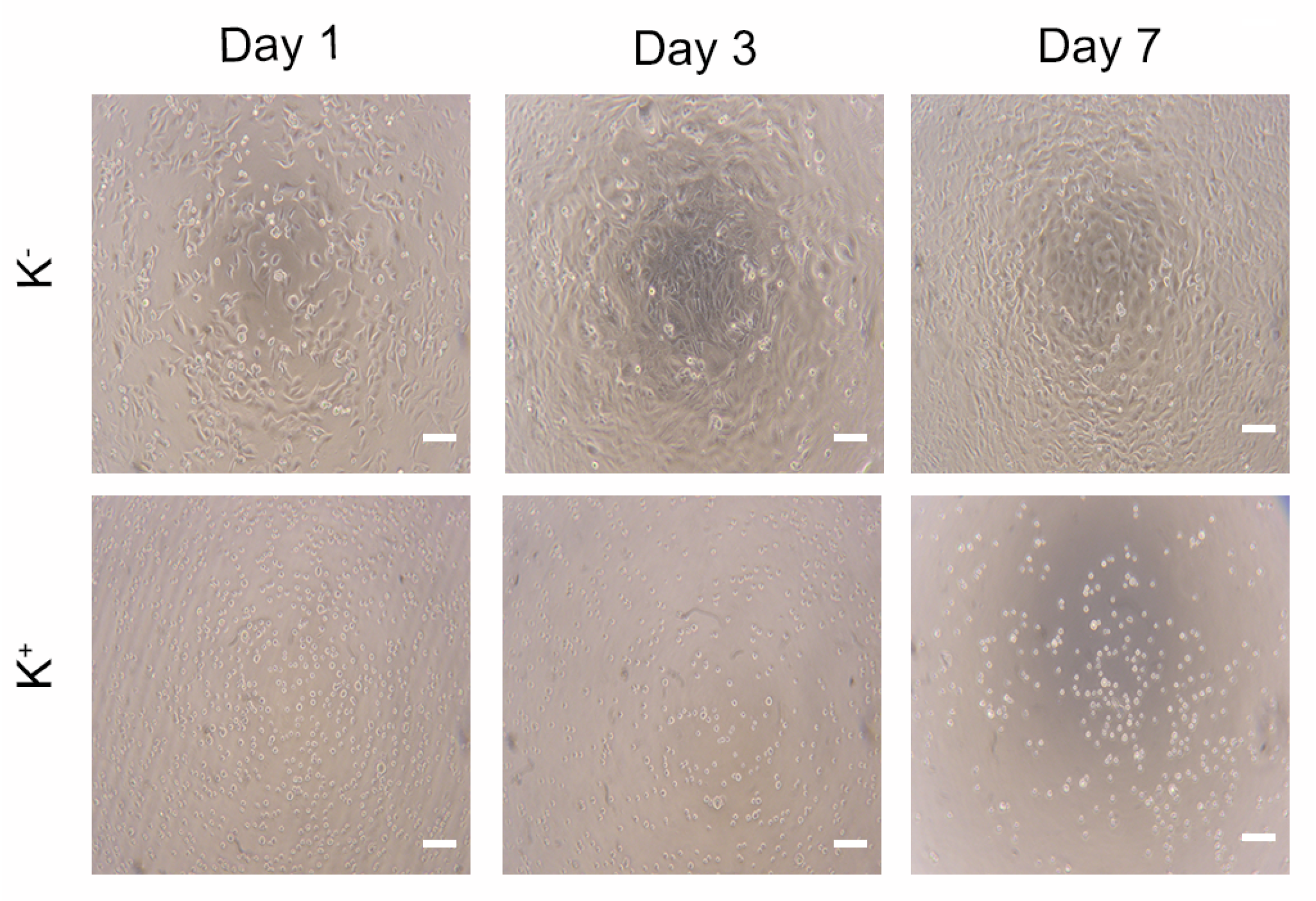 Polymers 15 04501 g016