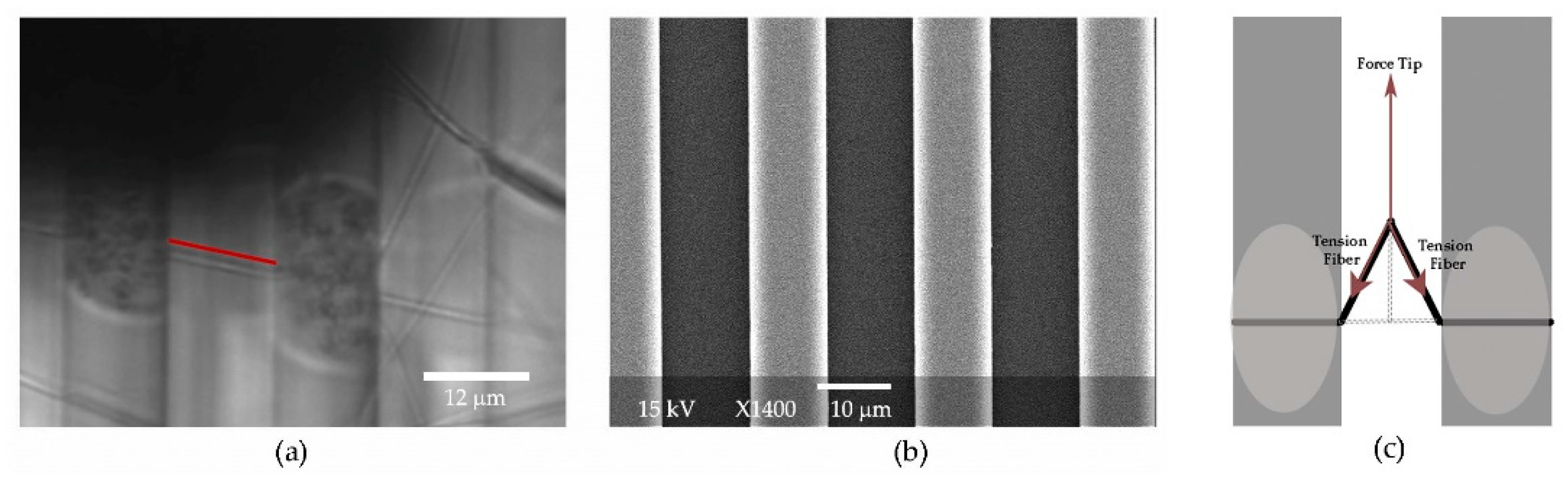 Rubinstein, Colby - Polymer Physics