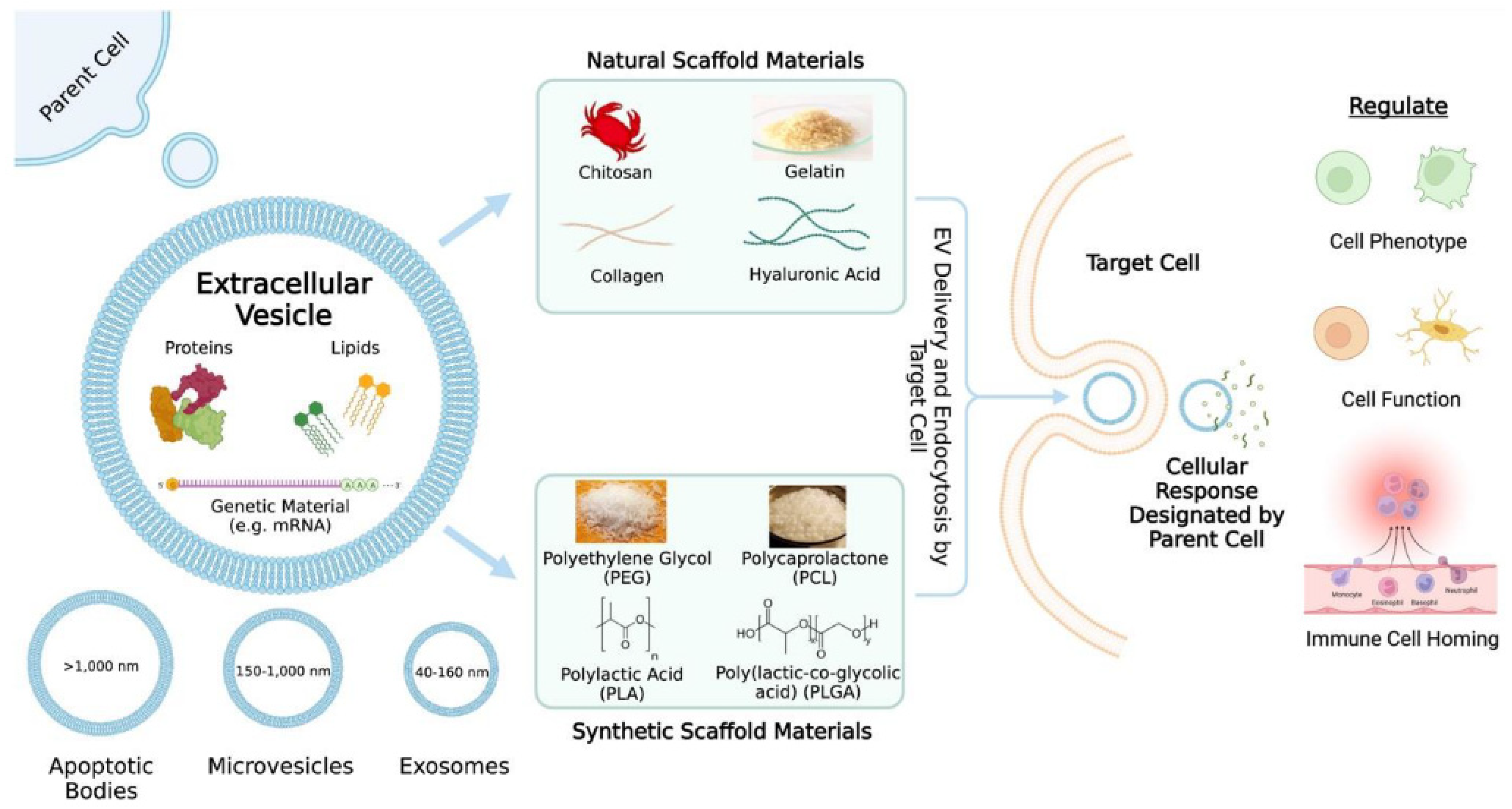 Polymers 15 04563 g011 Polymers 15 04563 g011