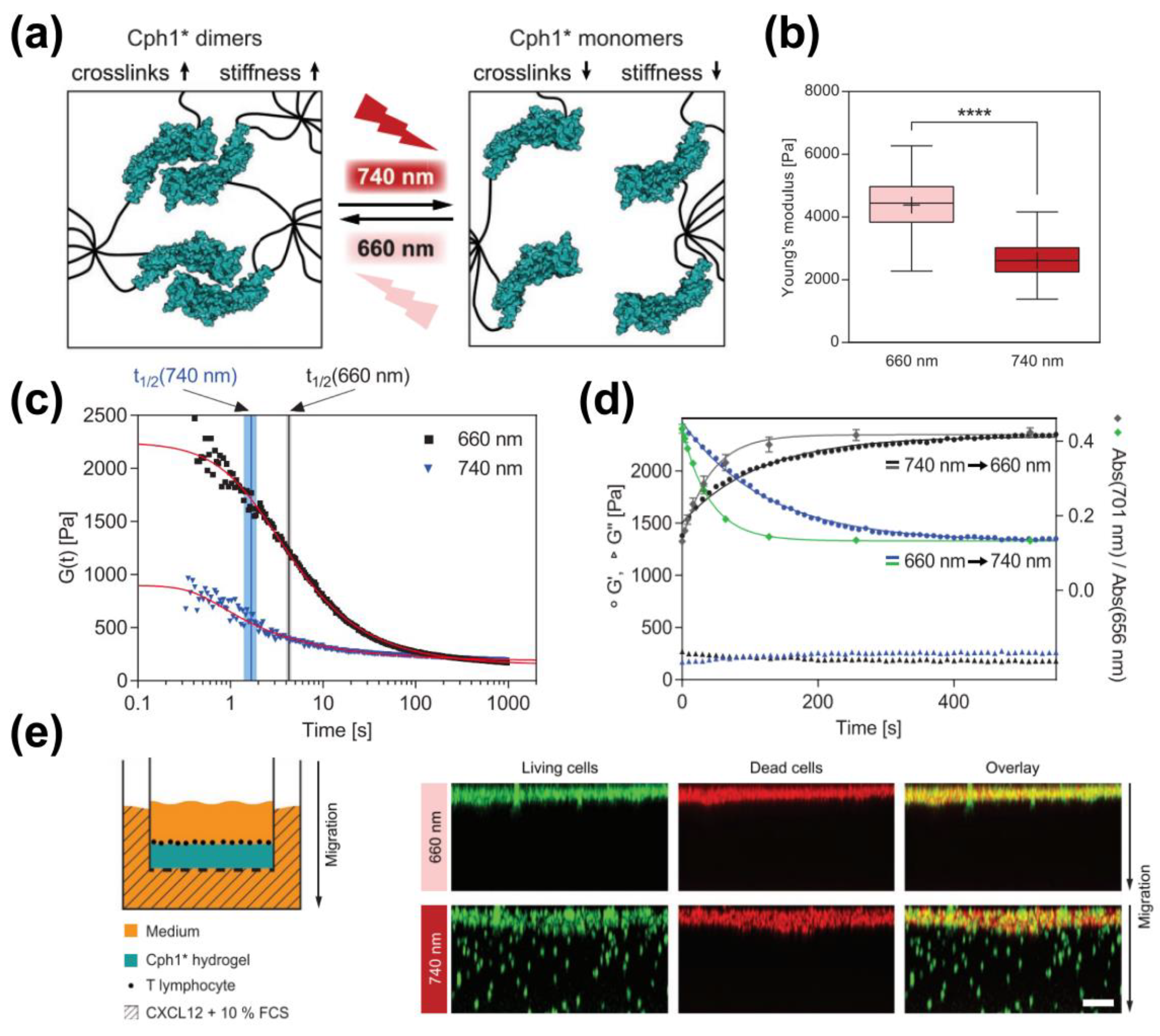 Polymers 15 04652 g002