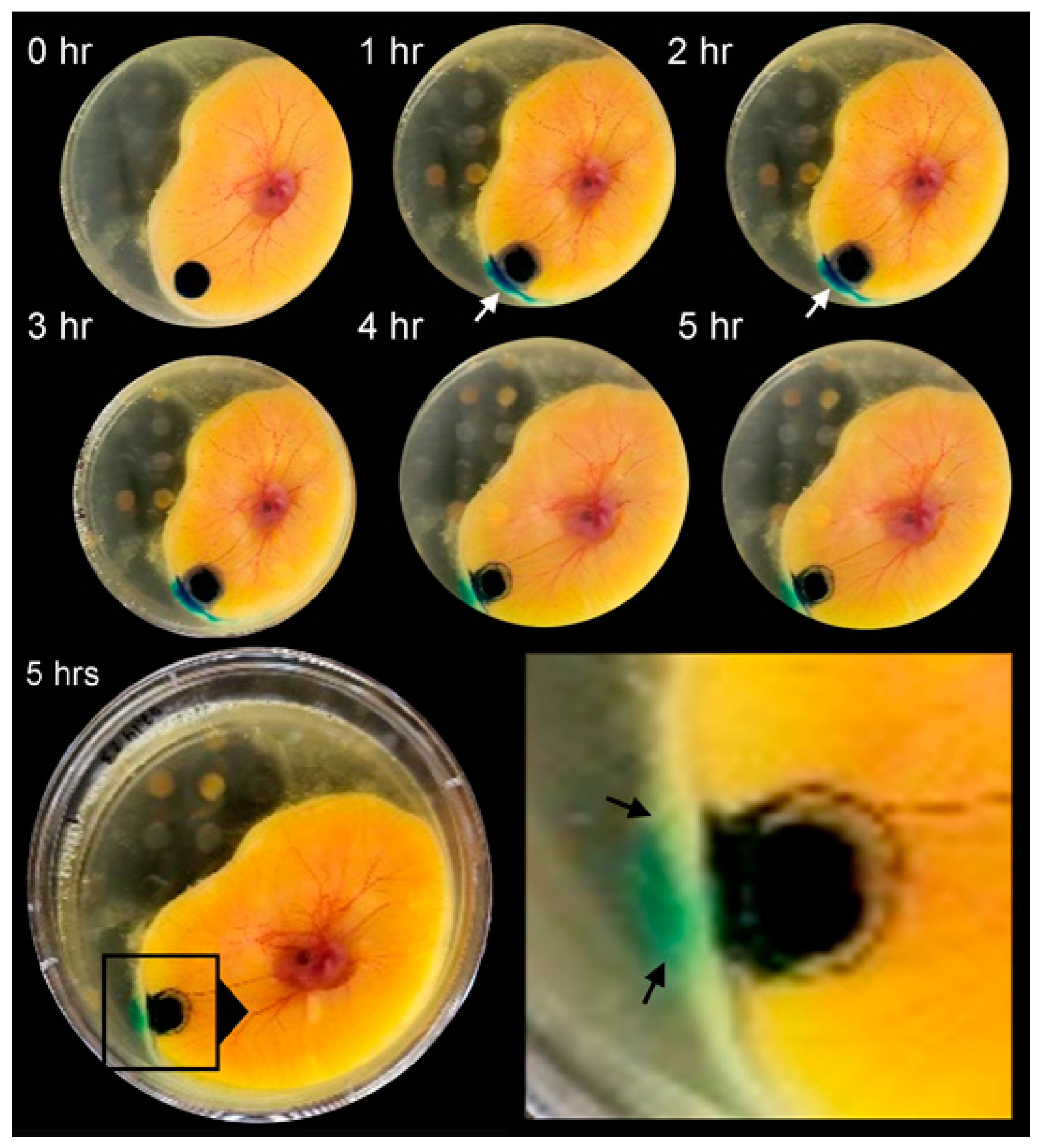 Polymers 16 00004 g001