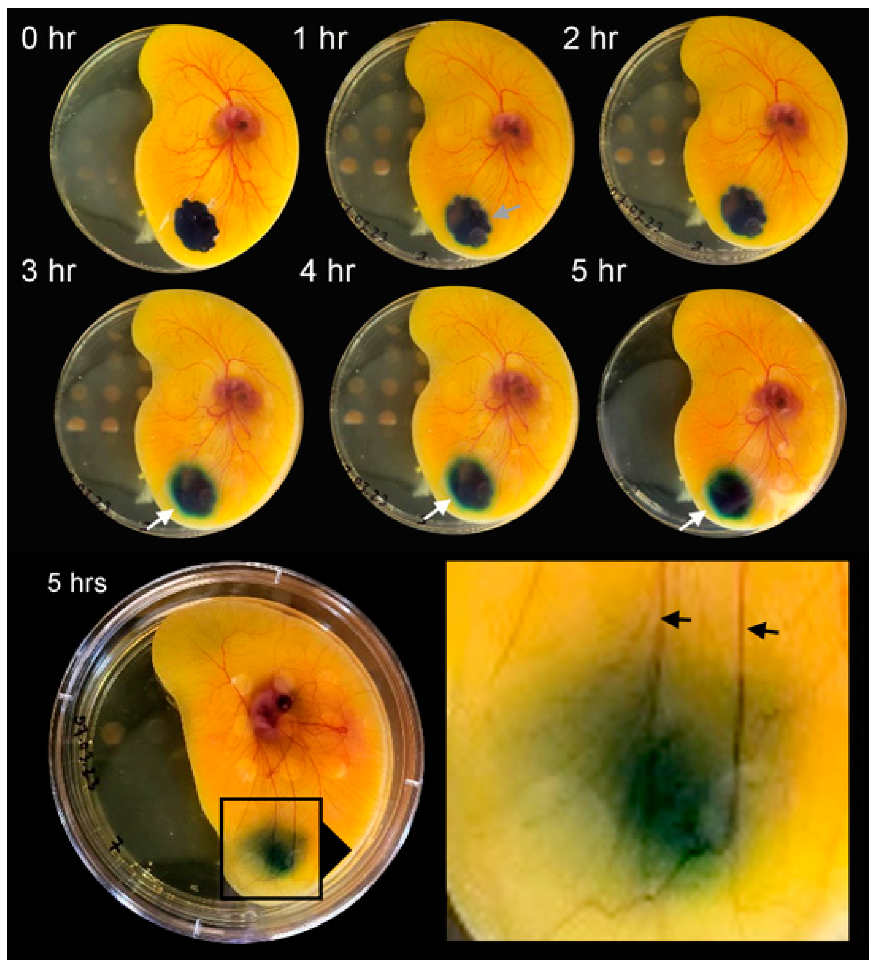 Polymers 16 00004 g004