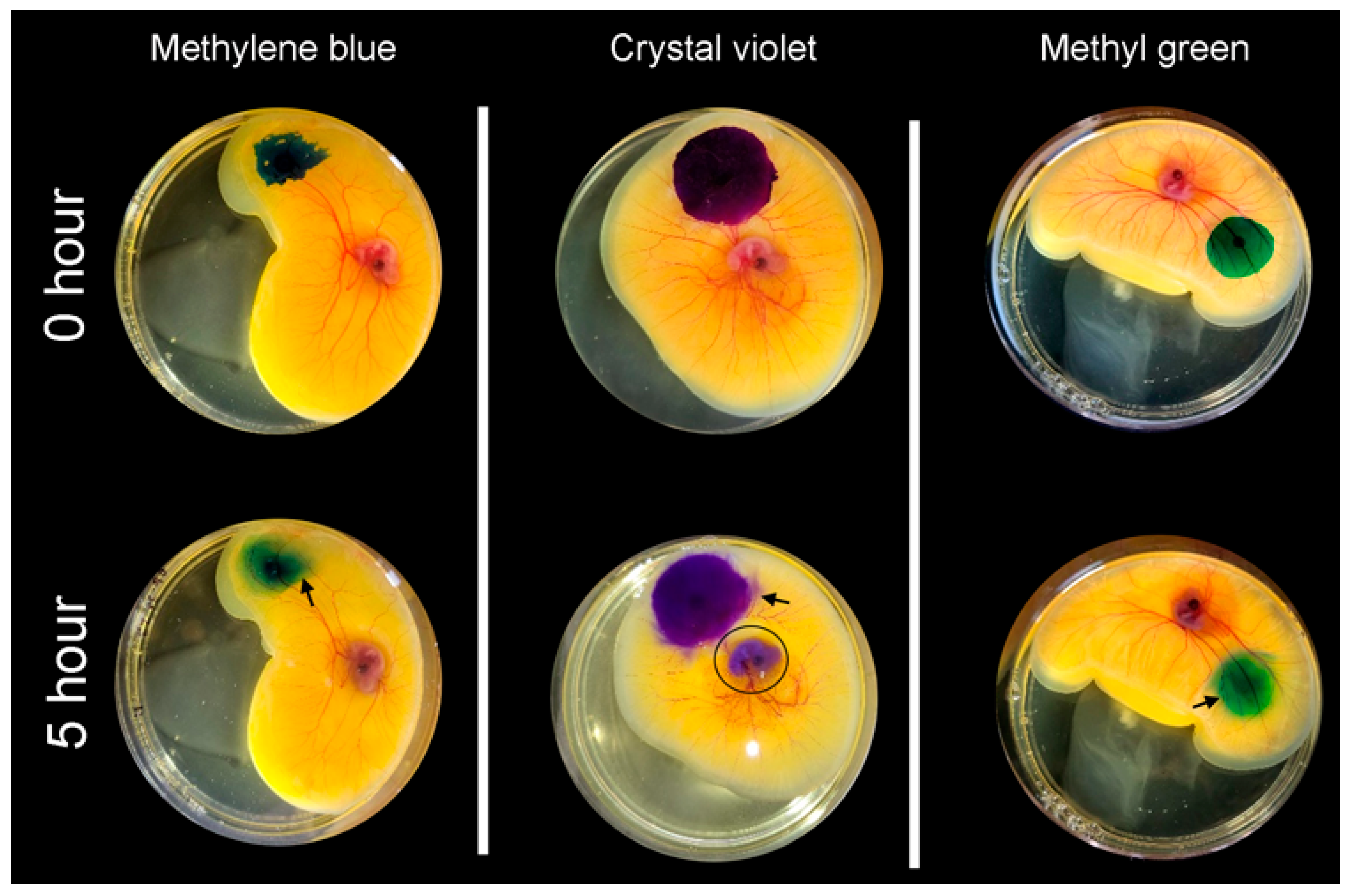 Polymers 16 00004 g005