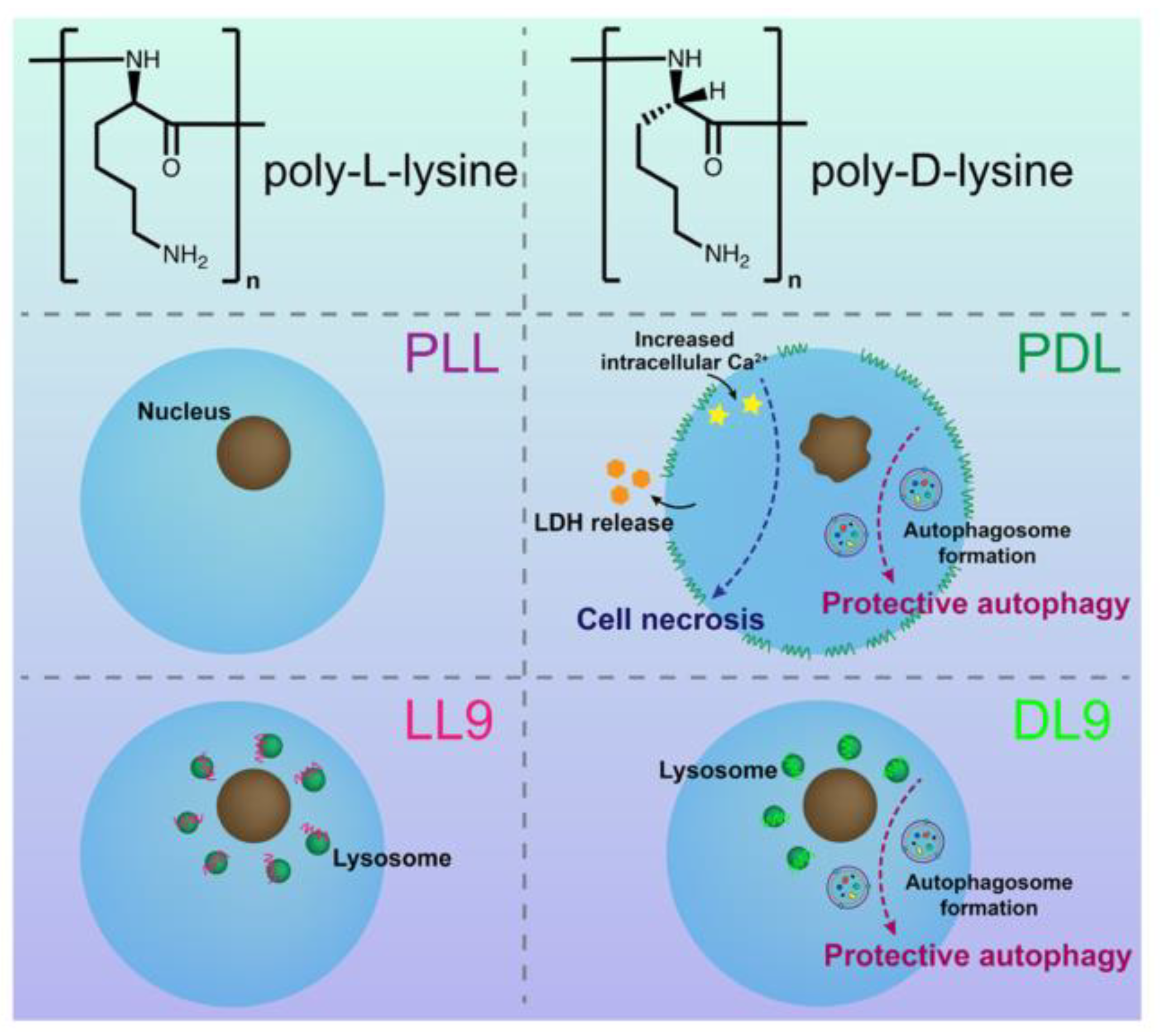 Polymers 16 00165 g006 Polymers 16 00165 g006