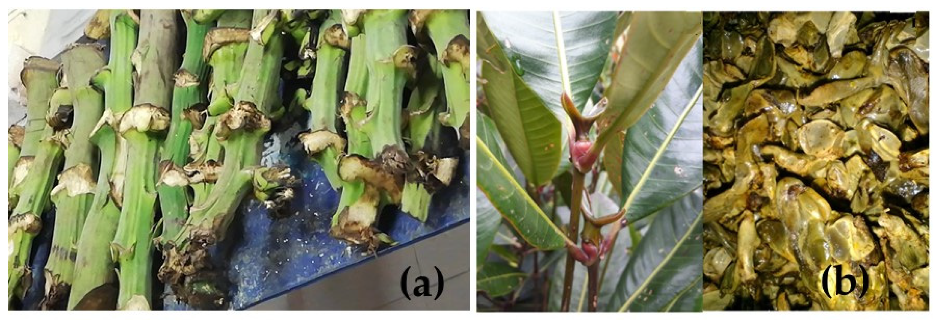 Polymers 16 00329 g001
